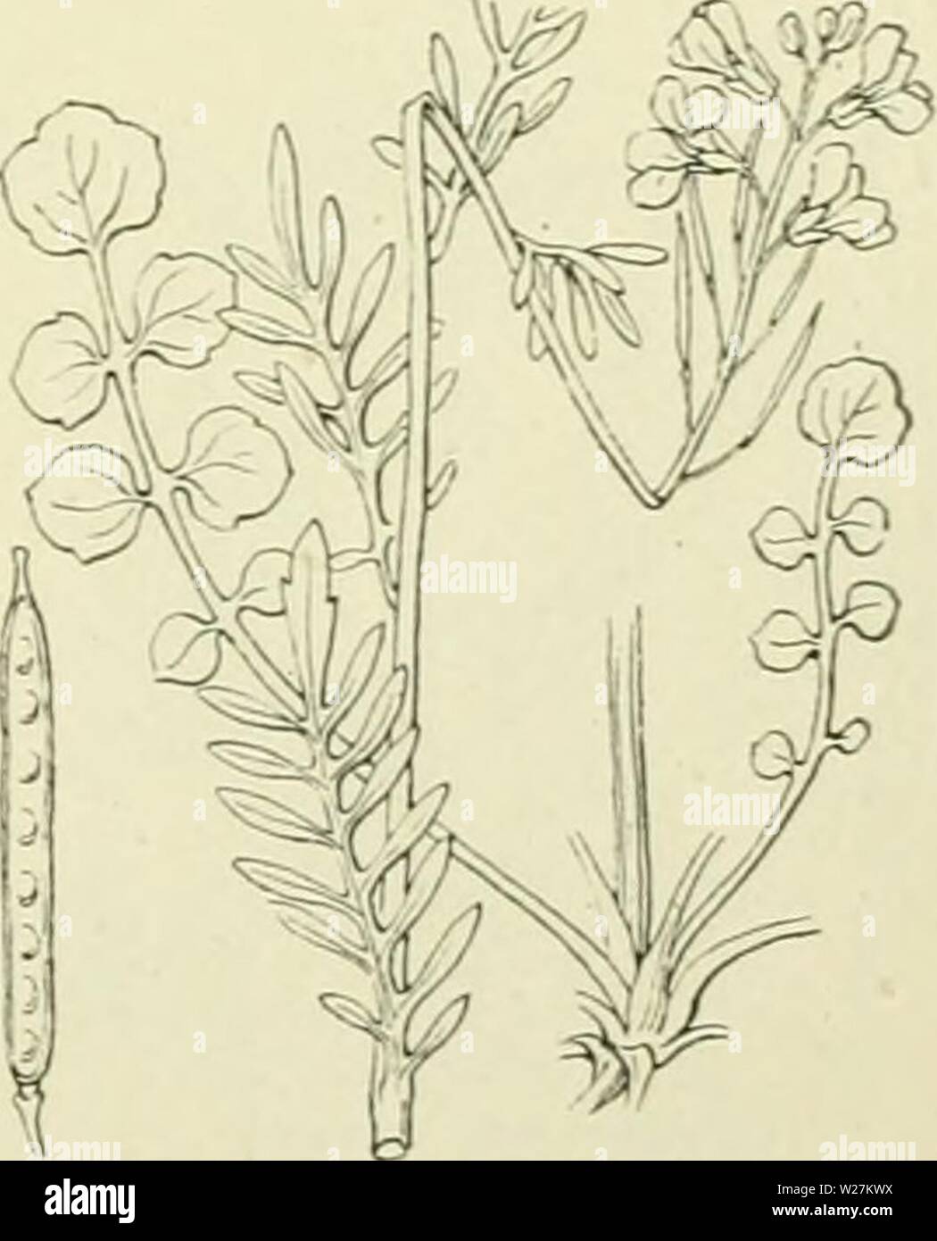 Immagine di archivio da pagina 290 di De flora van Nederland (1909-11). De flora van Nederland defloravannederl02heuk Anno: 1909-11. FAMILII£ 39. - CRUCIFERAE. 261 gedrukt. Kleppen vlak, zonder nerven. Snavel kort di lang. Zaden ovaal, samengedrukt, zeiden gevleugeld, in 1 rij. Bloemen wit di lila. Bladen samengesteld , gevind. Planten onbehaard di aan den voet een weinig borstelig. Biologische bijzonderheden. Bij de Cardaminesoorten rollen zich de vruchtkleppen. als de rijp vrucht è incontrato groote kracht van beneden naar boven spiraalvormig op, waarbij de zaden weggeslingerd worden. Bij Cardamine pr Foto Stock