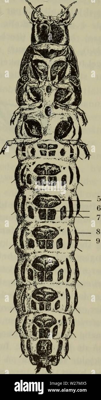 Immagine di archivio da pagina 296 di Danmarks fauna; illustrerede haandbøger oltre. Danmarks fauna; illustrerede haandbøger su den danske dyreverden.. danmarksfaunaill76dans l'anno: 1907 Fig. 7. Carabiis nemoralis, fra oversiden gu Ira undersiden. 1 spi- rakel, 2. Rygskjold, 3. Gerce, 4. Analrør, ',. Sternuni, G. Sternellum Sternellum exterius, 8. Kpipleurit, 9. llypopleurit (Bengtsson). interius. Foto Stock