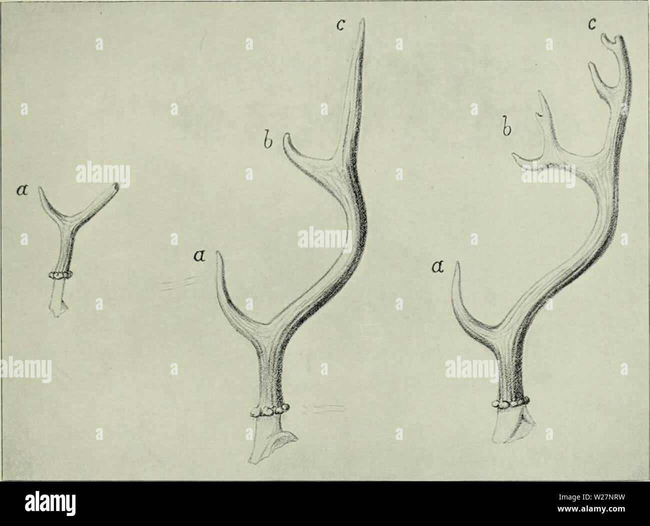 Immagine di archivio da pagina 300 del cervo di tutte le terre;. Il cervo di tutte le terre; una storia della famiglia Cervidae living e l'estinto deerofalllandshi00lyde Anno: 1898 Arde Cervi 39 i. Il Cervo Arde-Anoglochis ardeus [estinti] Cervus ramosus, Croizet e Jobert, Oss. Foss. Puy-de-Dome, Cervidee, piastra IV (1828) ; Deperet, Boll. Soc. geol. Francia, ser. 3, vol. xii. p. 256 (1884) ; nec de Blainville, 'Journ. Physique, vol. xciv. p. 276 (1822). Fig. 65.-corna di cervo arde in tre fasi di sviluppo, a, sub-basali snag ; i&GT;, abbassare il rebbio della forcella principale ; c, superiore fare. Dopo Deperet. Cervus arde Foto Stock