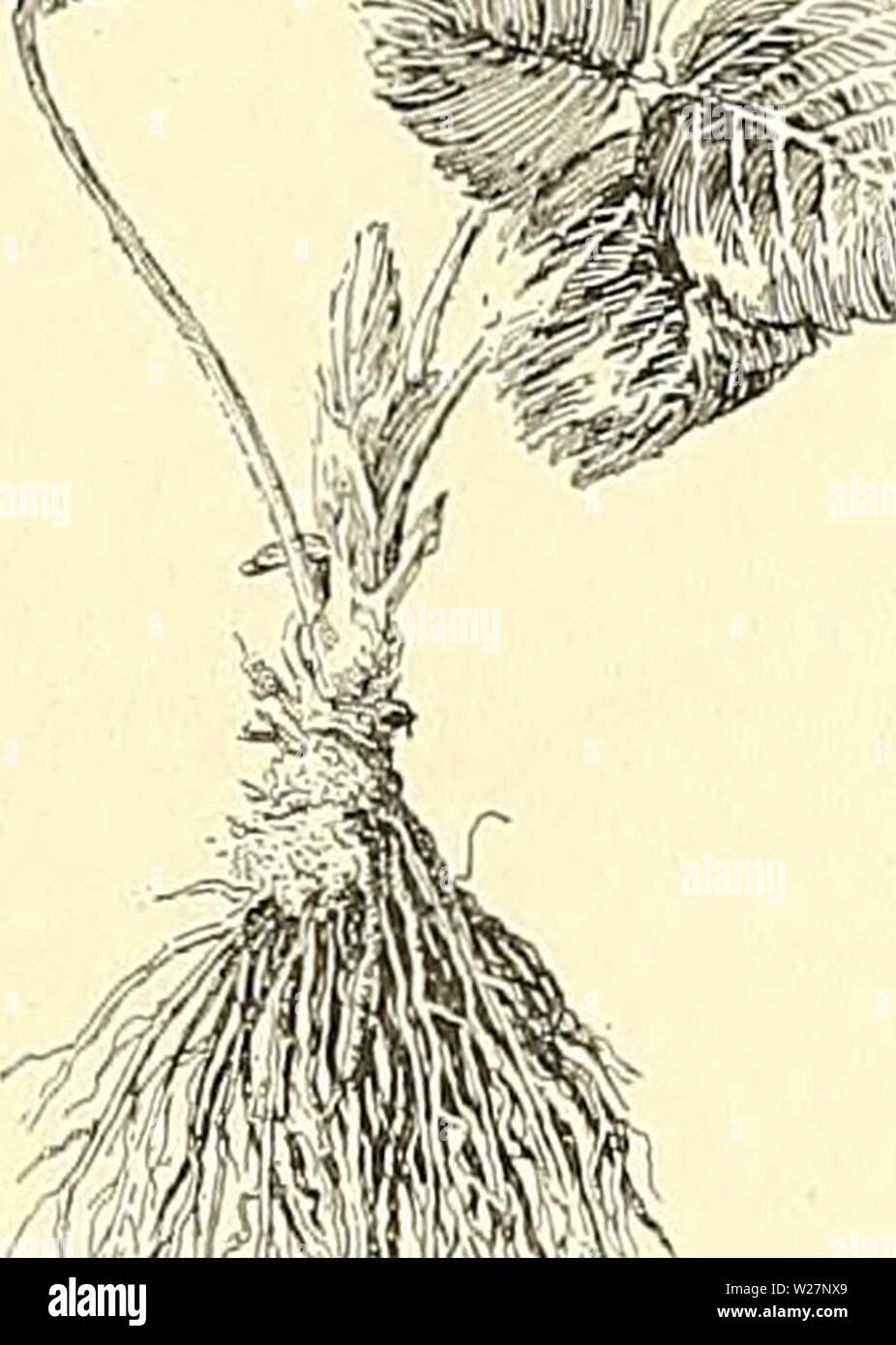 Immagine di archivio da pagina 302 di dell'enciclopedia di American orticoltura, comprendente. Dell'enciclopedia di American orticoltura comprendente suggerimenti per la coltivazione di piante orticole, descrizioni delle specie di frutta e ortaggi, fiori e piante ornamentali vendute negli Stati Uniti e in Canada, insieme geografico e biografie cyclopediaofamer04bail4 anno: 1900 FRAGOLA FRAGOLA 1735 dovrebbero essere evitate. Pentole sono talvolta immersa sotto le nuove guide in giugno e luglio, e essi essere- venire riempito con radici in agosto o settembre. Questi pot-coltivate piante sono exce Foto Stock