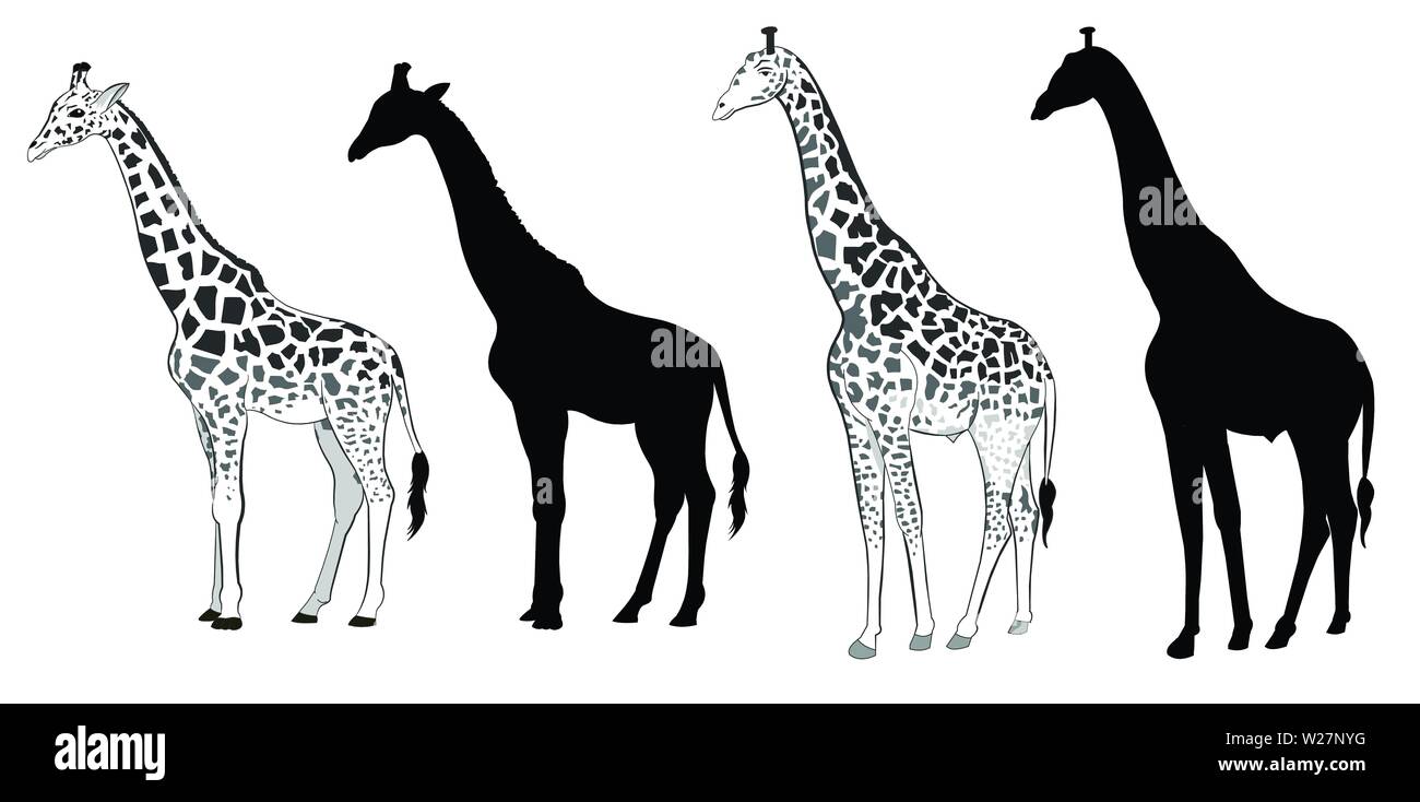 Set vettoriale Giraffe Silhouette Illustrazione Vettoriale