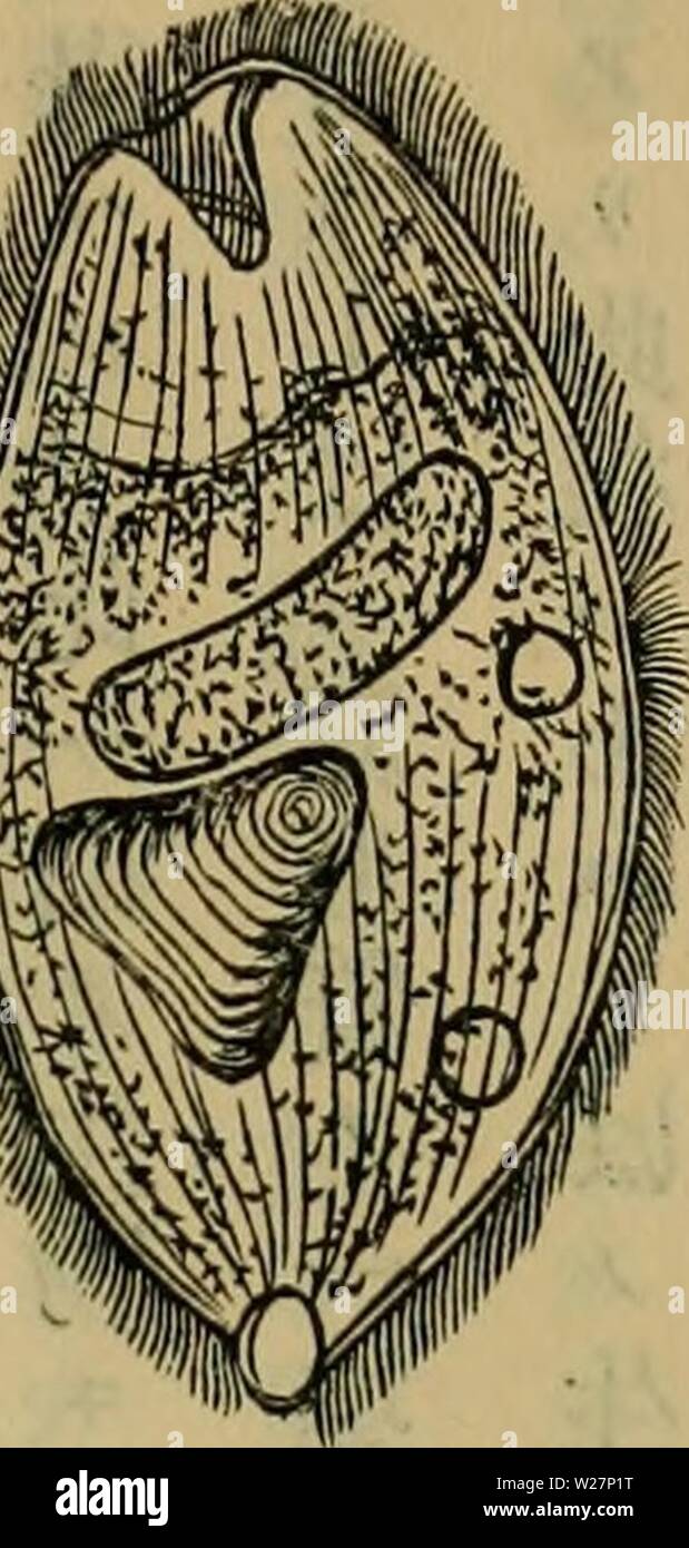 Immagine di archivio da pagina 302 di Dbutsugaku zasshi (1889) Foto Stock
