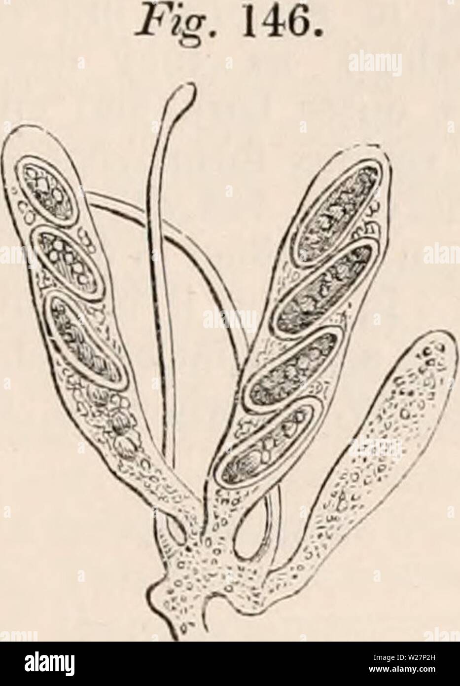 Immagine di archivio da pagina 302 della encyclopaedia - Wikizionario di anatomia e Foto Stock