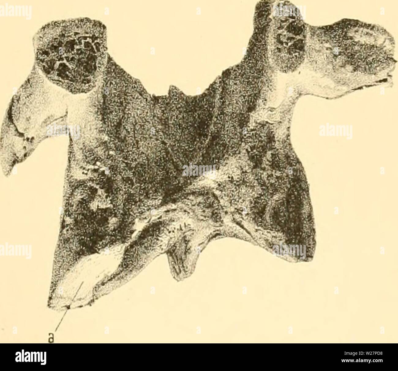 Immagine di archivio da pagina 304 di Denkschriften der Kaiserlichen Akademie der. Denkschriften der Kaiserlichen Akademie der Wissenschaften, Mathematisch-Naturwissenschaftliche Classe denkschriftender61kais Anno: 1894 Fig. 23. Foto Stock