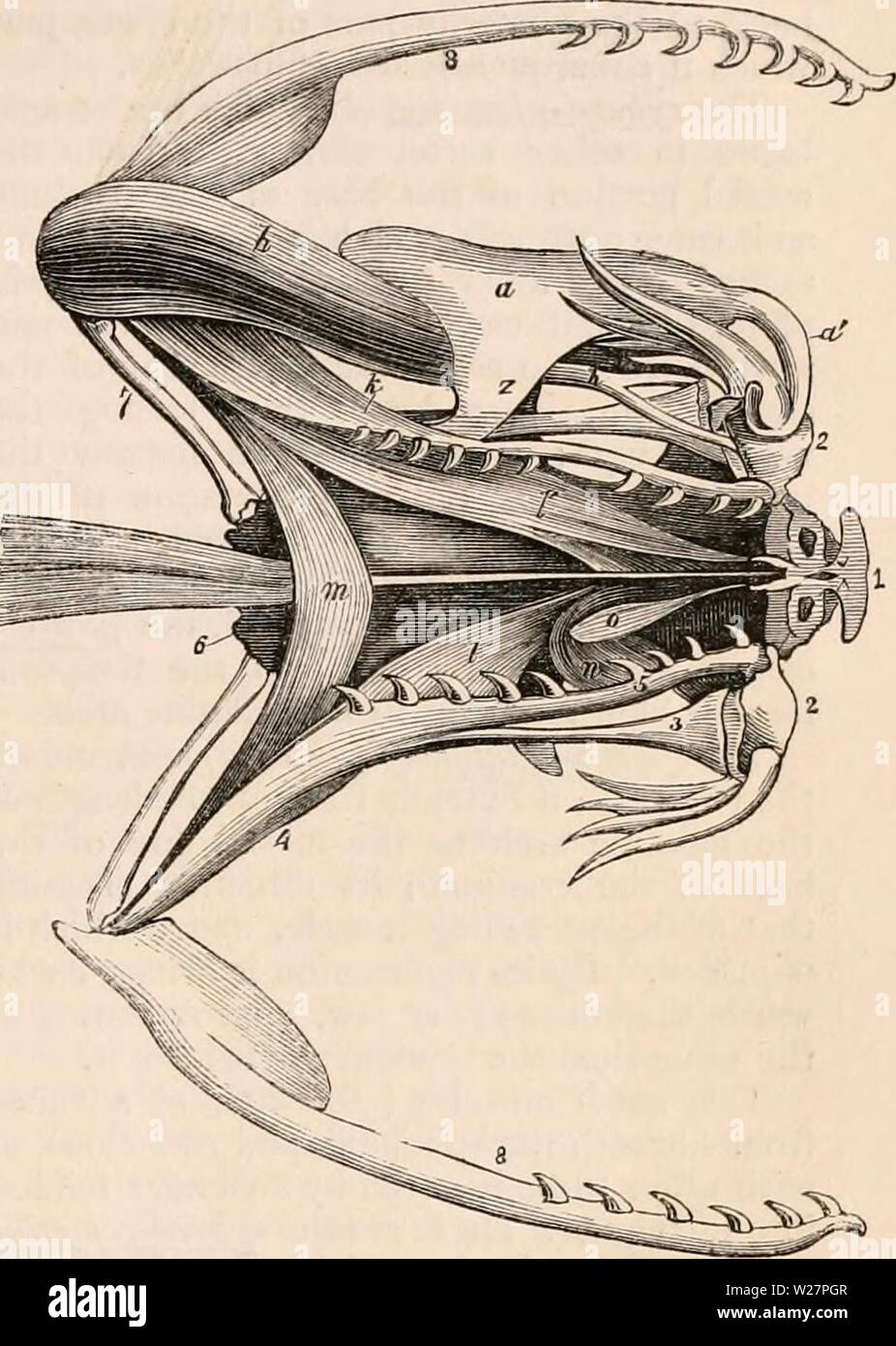 Immagine di archivio da pagina 304 della encyclopaedia - Wikizionario di anatomia e. Il encyclopaedia - Wikizionario di anatomia e fisiologia cyclopdiaofana0401todd Anno: 1847 i muscoli della testa del Rattlesnake. a un veleno, ghiandola e il suo condotto di escrezione; e, anteriore muscolo temporale; f, posteriore muscolo temporale; g, digastrico ; h, esterno pterygoid muscolo; "", medio muscolo temporale; 7, articulo- legamento mascellare che unisce la capsula aponeurotic del veleno premistoppa ; r, la cervicale muscolo angolare; t, vertebro-muscolo mandibolare; u, costo- maiidibular muscolo. (Dopo Duvernoy.) analogo al digastric (g), che ar Foto Stock