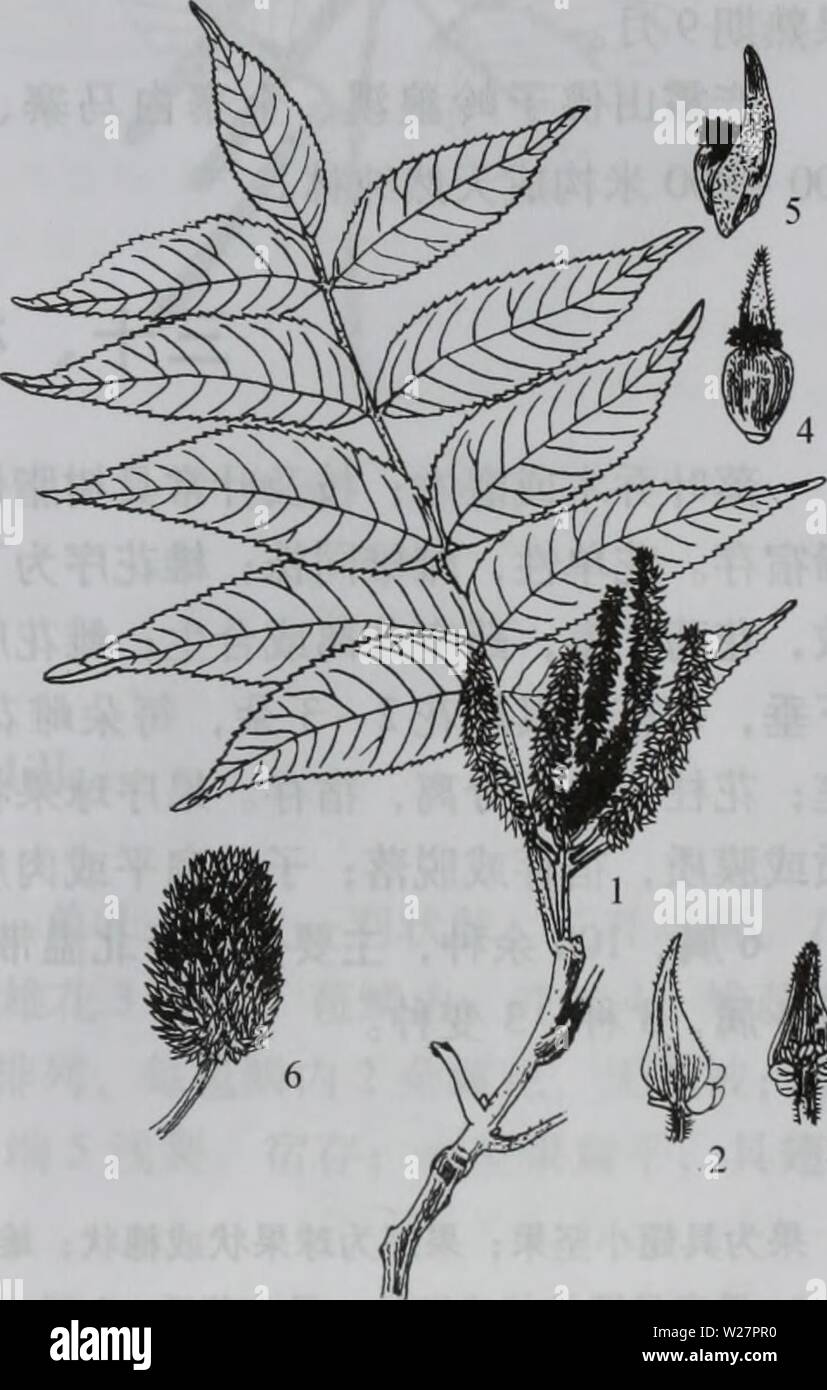 Immagine di archivio da pagina 306 di da bie shan zhi wu. da bie shan zhi wu zhi dabieshanzhiwuzh00zixi Anno: 2006.9 å¾398åä'éae 'ae¡ 1.aeaeï¼2.å"Å¤aeç®ä¹åaeï¼3.å¶èé¨å å¾399åé¦ 1.è±aeï¼2ã 3.èçåéè±ï¼ 4Ã 5.èçåéè±ï¼6.aeåº Foto Stock