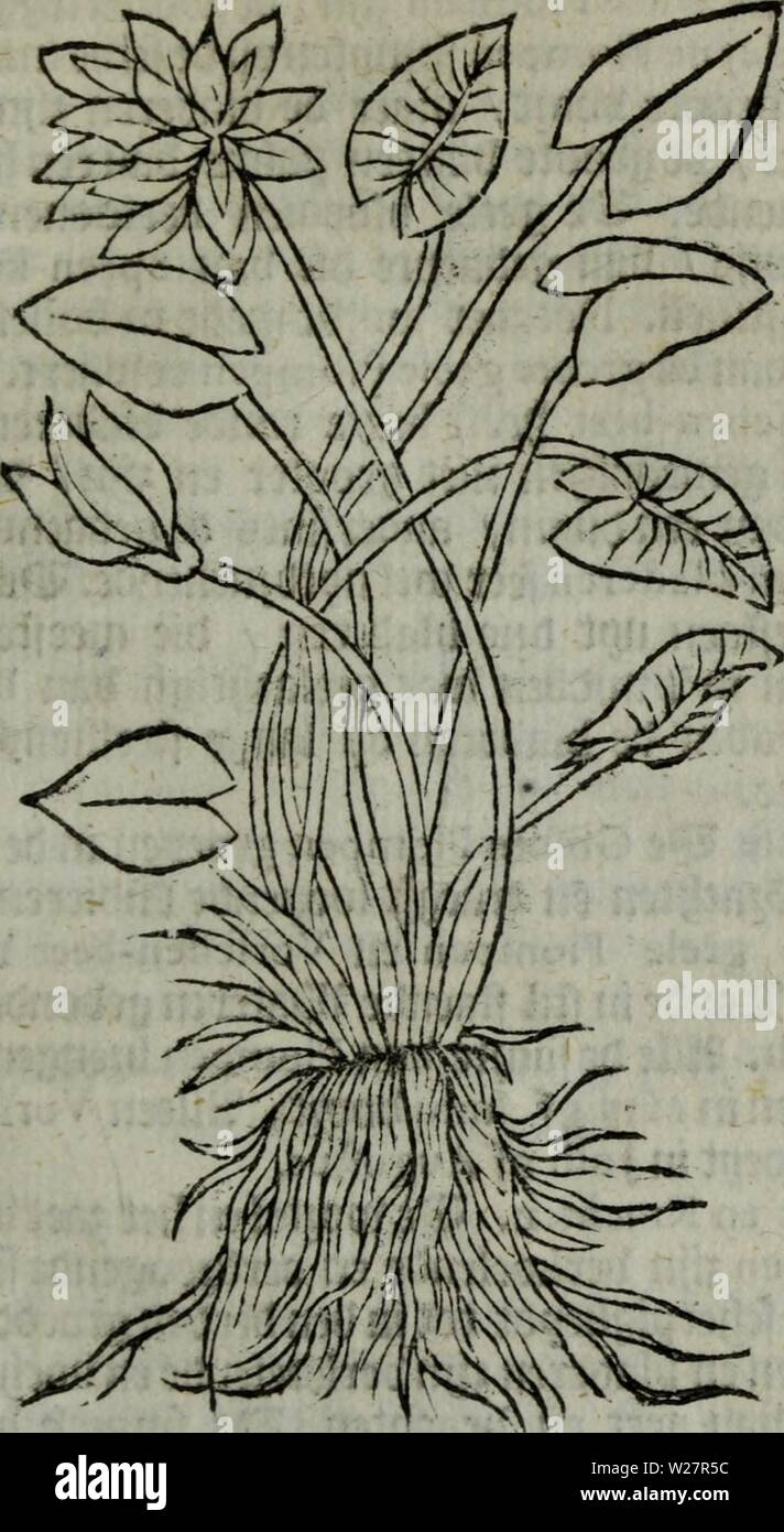 Immagine di archivio da pagina 308 di De Nederlandtse herbarius di, Kruydt-boeck. De Nederlandtse herbarius di, Kruydt-boeck : beschryvende de geslachten, gedaente, plaetse, tijt, oeffeningh, aert, krachten, en medicinael gebruyck van alderhande boomen, heesteren, braccio-gewassen, kruyden en planten, die in de Nederlanden in 't wilde gevonden, ende in de Hoven onderhouden worden : als mede de uytlandtsen di vreemde droogens, die gemeenlijck in de winckels apothekers gebruyckt worden : uyt verscheyde kruydt-beschrijvers tot dado van alle natuur-kunders, geneesmeesters, apothekers, chirurgijns, en liefh Foto Stock