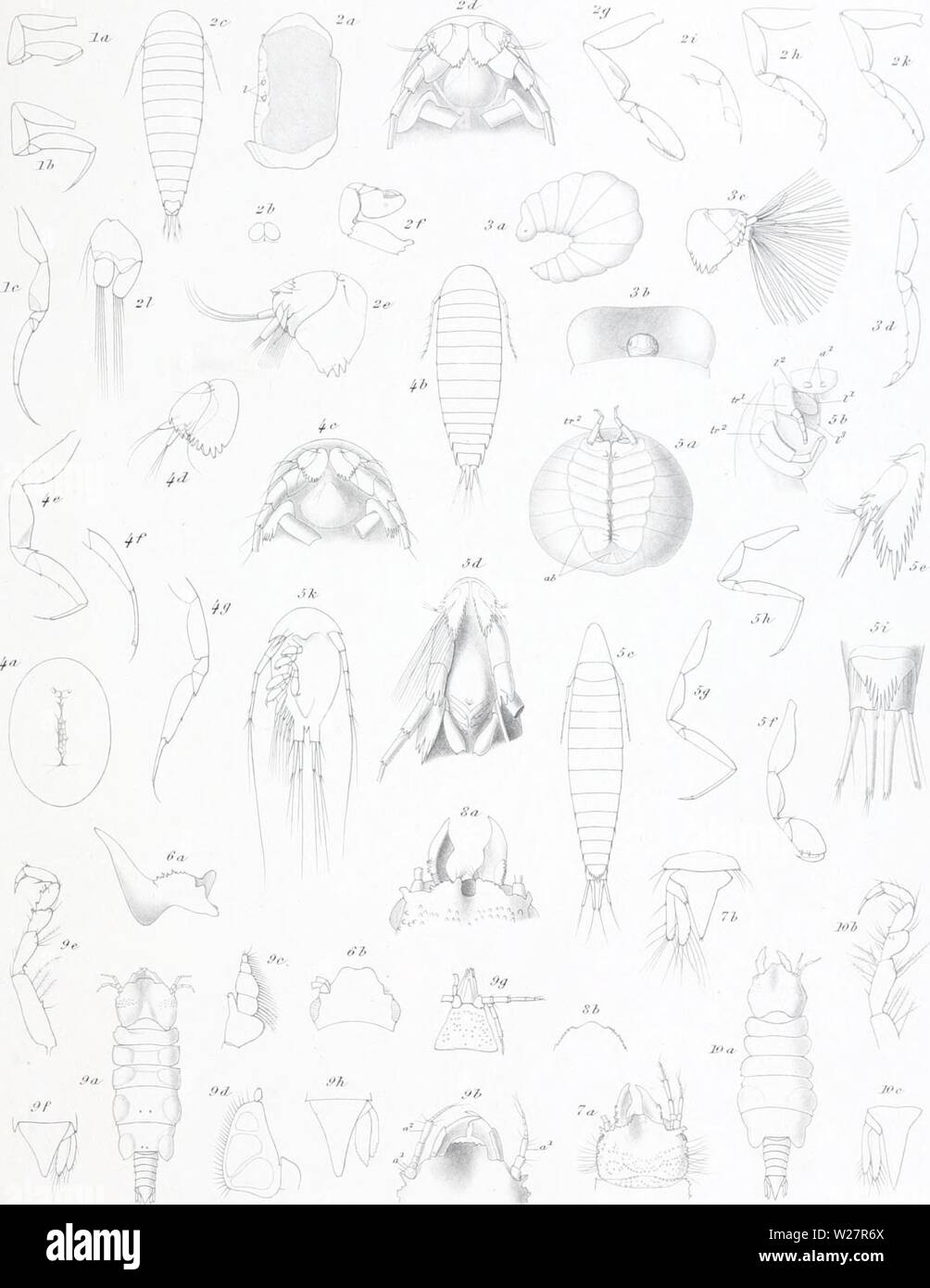Immagine di archivio da pagina 308 danese Ingolf-spedizione (1899-1953). Il danese Ingolf-expedition danishingolfex3bpt5a7daniuoft Anno: 1899-1953 Il Ingolf Expedition III. 4. II..ll di I,in.wti Crustacea MaZacostraca III'17 XVI 5 ' LCLypeOTLLSGUS 2fe.tn.evtl G.lH L' ho;/uror/ieres puIcTiTipes- n.gen.n..tp. 3 Astae-Moeahus hujolft n. gen., Tusp 4.1"lirapodasfon. Stcbbingii, dorate. 5. CianoecTais insiffnis Tugen..n.ip. 6.&nathia robusta &.0.S ' & hn-.suin &0.S ;i.l mawen Lug S.&. abyssoTLLm &.0S. 9. G. albescens " ../, 10. G.iieolor r X ToIUt jv Foto Stock