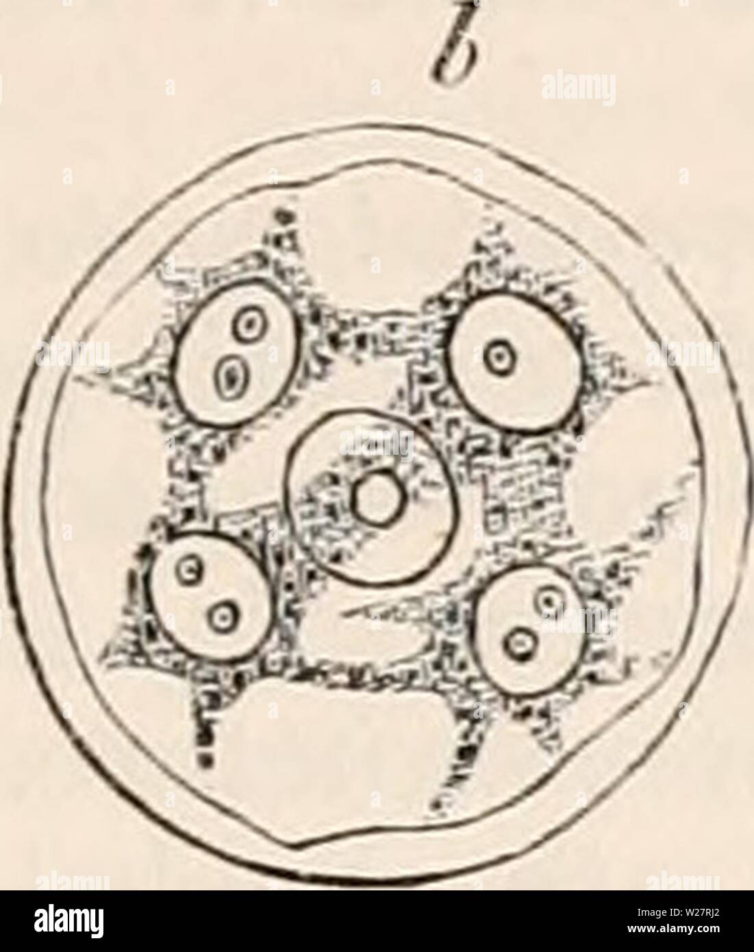 Immagine di archivio da pagina 310 della encyclopaedia - Wikizionario di anatomia e. Il encyclopaedia - Wikizionario di anatomia e fisiologia cyclopdiaofana05todd Anno: 1859 RIPRODUZIONE VEGETALE (ovulo vegetale). 235 una quantità di granulare di muco. Presto questa ultima si posiziona in due masse in corrispondenza di contrapposte Fig. 160. Padre originale cella-gu spore della stessa, 500 dlam. i lati del nucleo centrale. Ciascuna di queste masse è trasformato in un nuovo nucleo da cui thread radiante di muco tratto di superficie interna della corrispondente a metà della cella. Ogni nuovo nucleo è, quando completamente formato, vescicolare, possedendo una membra Foto Stock