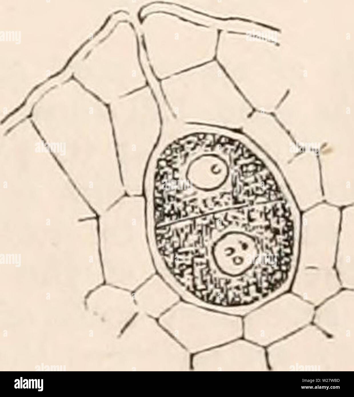 Immagine di archivio da pagina 318 della encyclopaedia - Wikizionario di anatomia e. Il encyclopaedia - Wikizionario di anatomia e fisiologia cyclopdiaofana05todd Anno: 1859 Sviluppo di cellule madri delle spore della stessa- un, una delle cellule nucleate che costituiscono la massa centrale del giovane sporangium; b, il nucleo centrale è scomparso, ed è sostituito da altri quattro, uno dei quali è al di fuori della messa a fuoco; c, la cella è divisa da sei setti in quattro alquanto vani tetraedrico. Questo ob- ject ha per errore stato rappresentato relativamente minore di quello del resto; d, quattro scomparti (speciale cellule madri della sp Foto Stock
