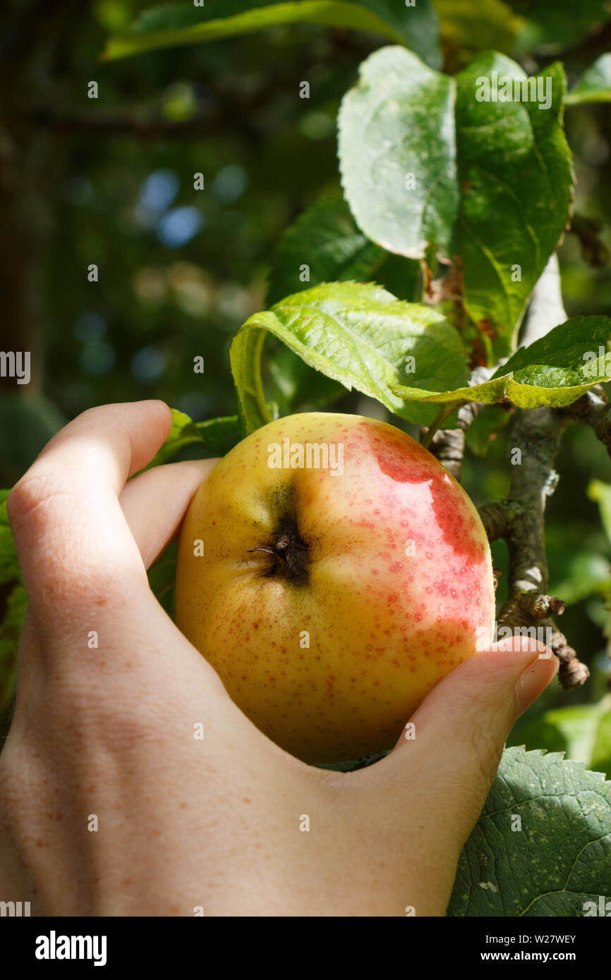 La mano di una donna il prelievo di un Apple sul ramo di un albero di mele in un frutteto Foto Stock La mano di una donna il prelievo di un Apple sul ramo di un albero di mele in un frutteto Foto Stock