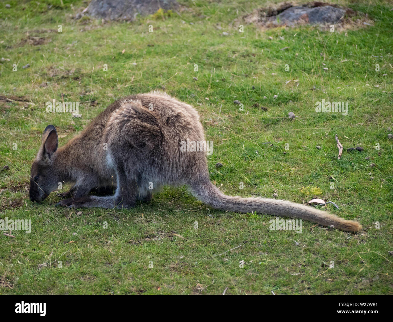 Wallaby pascolo Foto Stock