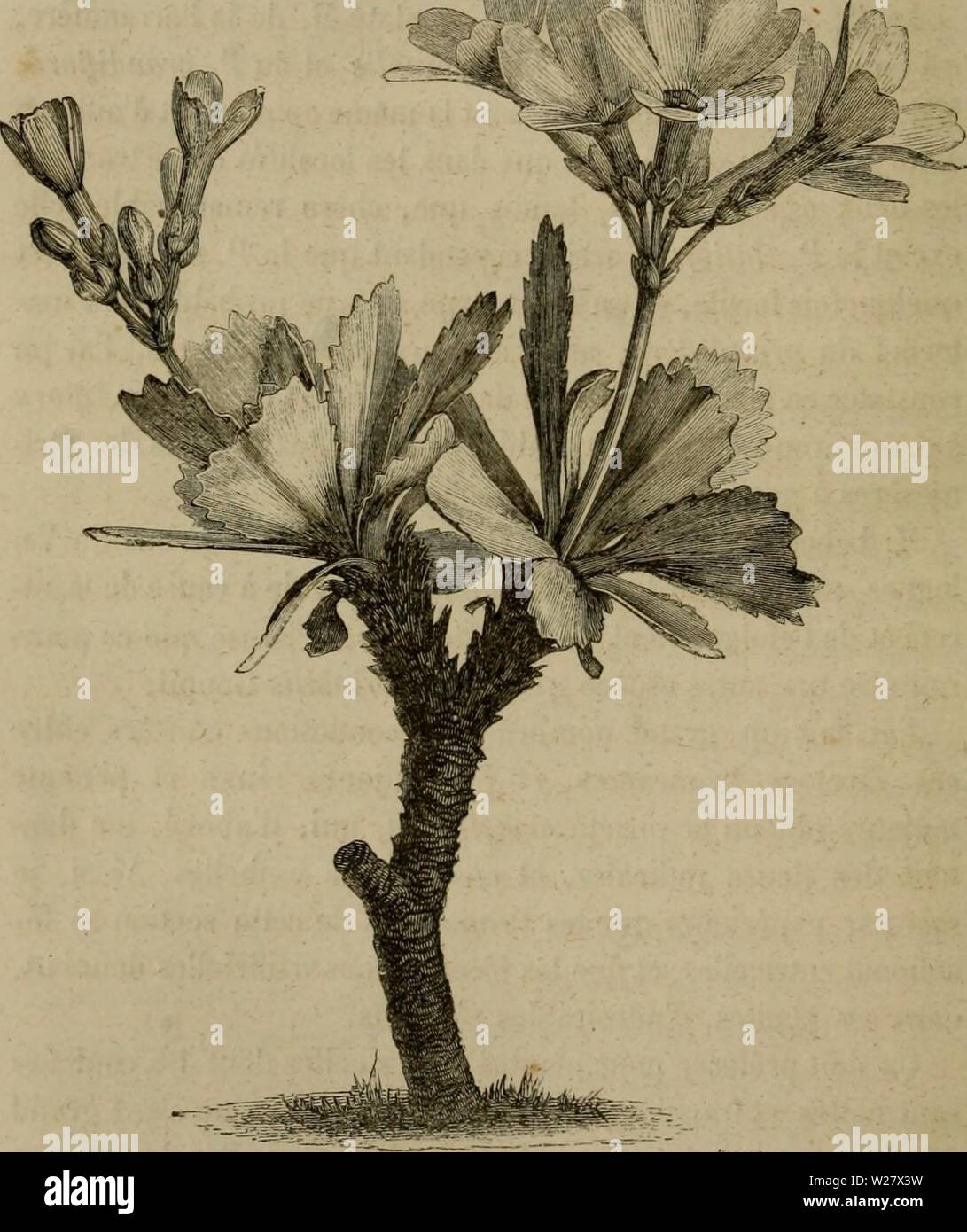 Immagine di archivio da pagina 323 di De la fécondation naturelle et. De la fÃcondation naturelle et artificielle des vÃgÃtaux et de l'ibridazione, considÃrÃe dans ses Rapports Avec l'orticoltura, l'agriculture et la silvicoltura, contenant les moyens pratiques d'opÃrer l'ibridazione et de crÃer facilement des variÃtÃs nouvelles delafcondation1862leco Anno: 1862 294 FÃCONDATION NATURELLE ET ARTIFICIELLE. &Lt;rraine qui produit une foule de variÃtÃs de couleurs tendres bien moins comuni que celles Ã fleurs foncÃes. J'ai essayÃ inutilement de fÃconder la PrimevÃ¨re ordinaiie par l'Auriculo qui per Foto Stock