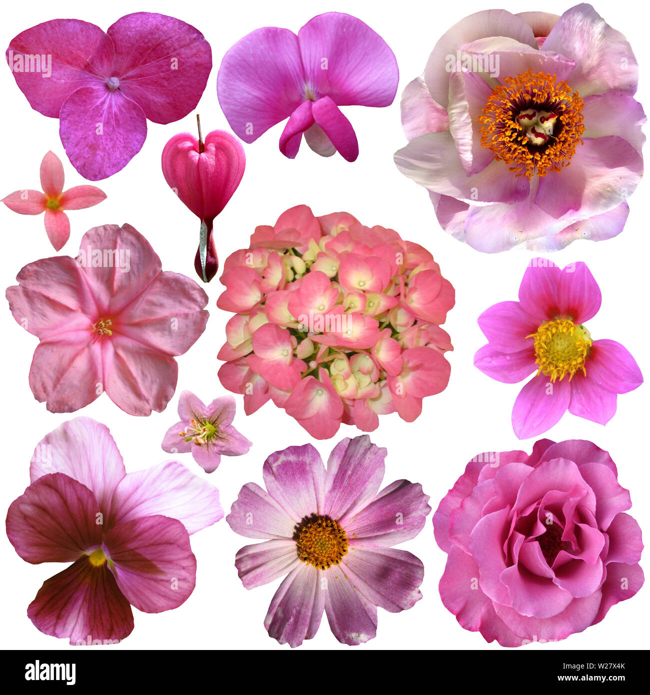 Set di fiori diversi isolati su bianco Foto Stock
