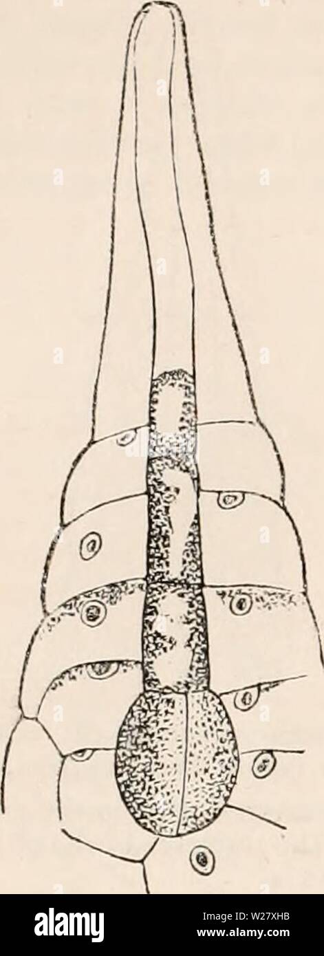 Immagine di archivio da pagina 325 della encyclopaedia - Wikizionario di anatomia e. Il encyclopaedia - Wikizionario di anatomia e fisiologia cyclopdiaofana05todd Anno: 1859 250 la riproduzione, vegetali (VEGETALI OVUM). teen cellule, di cui otto sono superficiali e gli altri otto racchiuso come una centrale spheri- Fig. 193. Fase successiva. Divisione del genitore-cellula di embrione da un setto verticale. Le vescicole contenute in tubolare superiore por- zione del germe-cella sono ora disposte loro- se stessi in modo da formare un prolungamento filamentoso all'embrione, circa 200 diam. cal mass. Dalla frequente ripetizione dello stesso processo è incrementato Foto Stock
