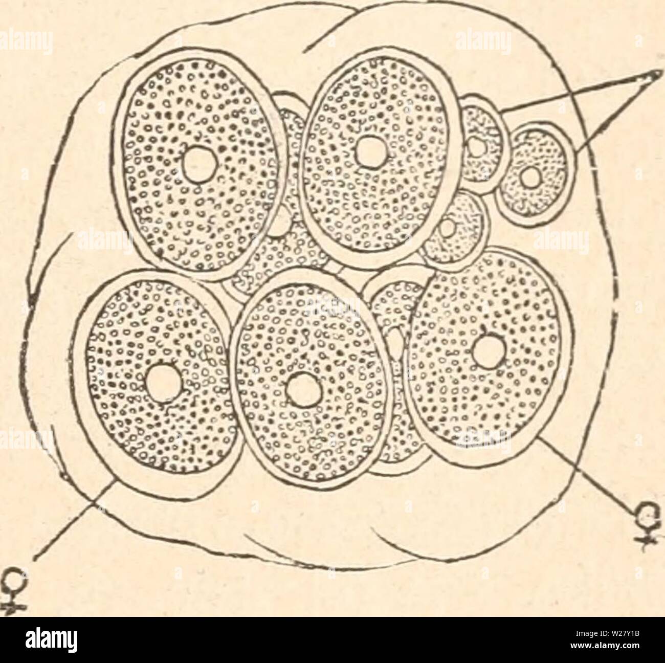 Immagine di archivio da pagina 328 di Das werden der organismen zur. Das werden der organismen zur widerlegung von Darwins zufallstheorie durch das gesetz in der entwicklung daswerdenderorga00hert Anno: 1922 Die Variabilität der Organismen. 305 Organismus die Fähigkeit, beiderlei Arten von Keimzellen hervor- zubrinofen. Ob hier oder dort sich die einen oder die anderen bilden, hängt von Bedingungen ab, die uns zurzeit wie in den meisten Fällen, in denen wir nach den Ursachen fragen, noch onu- bekannt sind.'' Ebenso ist von vornherein eine Einwirkung- der Samenfäden auf die Bestimmung des Geschlechts Foto Stock