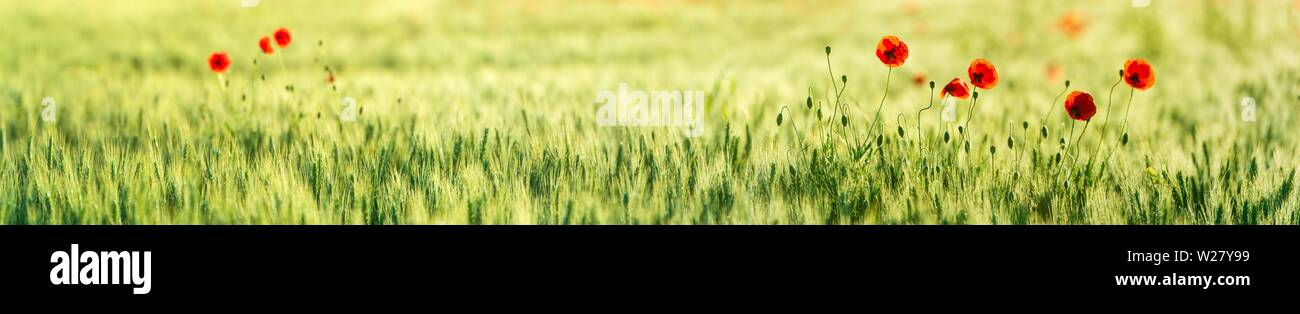 Verde campo di orzo con rosso papavero (Papaver), Panorama, Sassonia-Anhalt, Germania Foto Stock