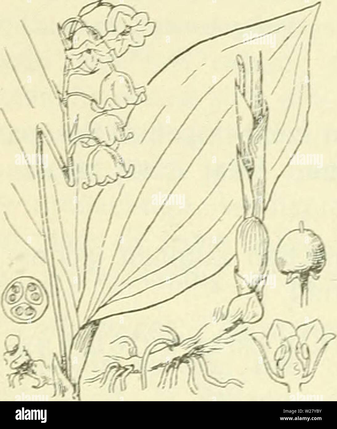 Immagine di archivio da pagina 329 di De flora van Nederland (1909-11). De flora van Nederland defloravannederl01heuk Anno: 1909-11. 288 liliacee. FAMILIE 10. Biologische bijzonderheid. De inrichting der bloem incontrato liet oog op de bestuiving è als bij P. officinale. Voorkomen in Europa en in Nederland. De impianto komt geheel in Europa in boschrijke streken, vooral op hooge gronden voor. È Zij bij ons vrij algemeen. De var. wordt vaak in tuinen gekweekt, doch è in het Haagsche Bosch in het wild gevonden. Volksnaam. In het Oostelijk deel van Overijsel en Gelderland heet de zegeltjes vegetali. 19. Conval Foto Stock
