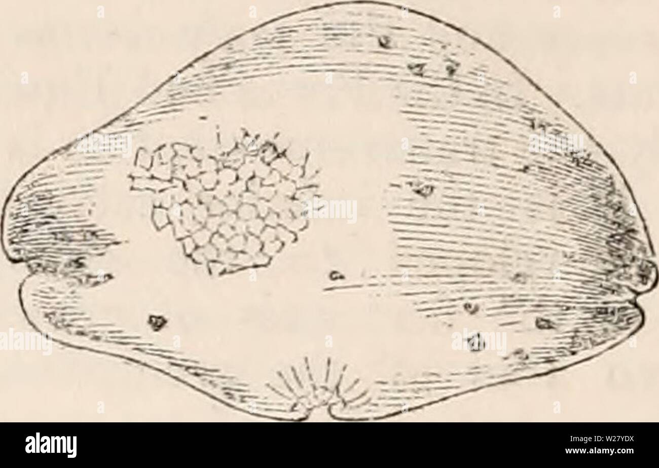 Immagine di archivio da pagina 329 della encyclopaedia - Wikizionario di anatomia e. Il encyclopaedia - Wikizionario di anatomia e fisiologia cyclopdiaofana05todd Anno: 1859 un rudiment appiattita della gemma visto lateralmente. Divisione della seconda cella della rudiment da un setto verticale, su ciascun lato della quale il com- mencements di più setti trasversali sono mo- delled fuori del protoplasma. 400 diam. b lo stesso in una fase successiva, 250 diam. club : successivamente, come si diventa più grande, due tacche sono ricavate su ciascuno dei suoi margini laterali, esattamente che assomigliano a quelle del margine anteriore del giovane frond. Non appena il suo devel Foto Stock