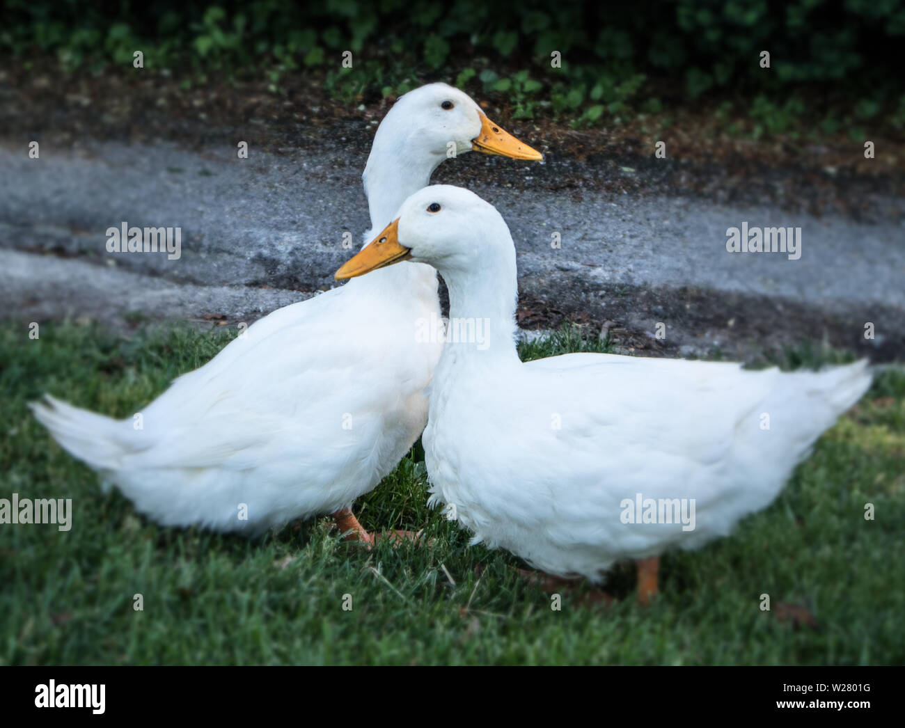 Due anatre bianco nel parco di Stratford, Ontario. Foto Stock