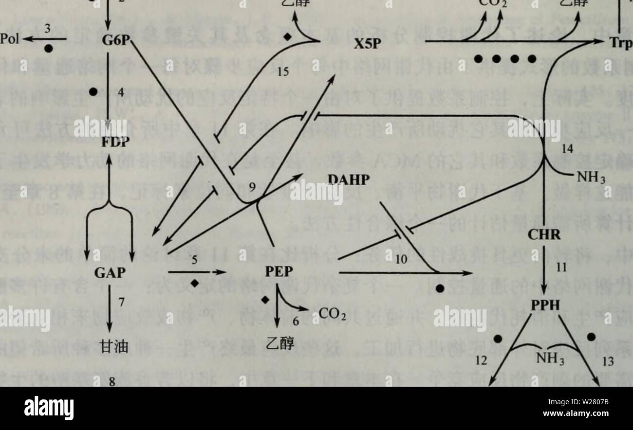 Immagine di archivio da pagina 333 di dai xie gong cheng (200312). dai xie gong cheng daixiegongcheng00greg Anno: 2003.12 Glc 1 â ¦ ATPçae â ¢ ATPae¶è ATP ADP Phe Tyr 16 17 Phe Tyr å¾12.1è³é¦aeae°¨åºé 'çççåaeç½ç" . Å¨Sacchaéyces cerevisiaeä'-åä'è³é¦aeae°£åºé 'çççåaeçå ³é®ååºå ae¬èªç±è½ççaeãå¤äºç¨³aeç å é¨ä"£ è°¢çï¼è§12.2.2èï¼ç¨å¤§å-ä½è¡¨ç¤ºãåååºï¼ç¨ae°å-ä"£ è¡¨ï¼å¯ä"¥å ae¬ä'ä'ªaeå¤ä'ªåè°çèå¬å ae-¥éª¤ãå°FDPåä'ºGAPçååºae¥è¿å¹³è¡¡ï¼å ¶åååºéçåååº4çåéçä'ae ·ãç'®åç¬¦å·çaeä¹å¦ä'ï¼ CHRâåae¯é "ï¼DAHPâ3-è±ae°§-D-é¿aeä¼¯ååºé ®ç³é '-7-ç£¯é "ï¼FDPâ 1,6-äºç£¯é "aeç³ï¼ G6Pâ6-ç£é 'è¡èç³ï¼GAPâ3-ç£¯é "çae²¹éï¼Glcâè¡èç³ï¼PEPâç¢é 'Ã¨£éä'å£é Foto Stock