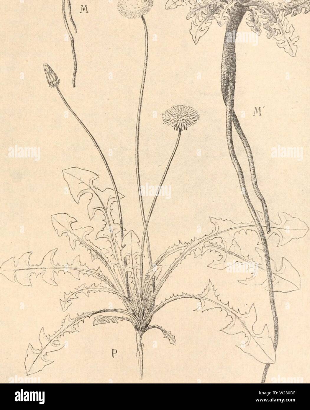 Immagine di archivio da pagina 334 di Das werden der organismen zur. Das werden der organismen zur widerlegung von Darwins zufallstheorie durch das gesetz in der entwicklung daswerdenderorga00hert Anno: 1922 ,4. Fig. 41. Modifikationen vom Löwenzahn, Taraxacum dens leonis. Nach Bonnier aus Lang. P paradigma aus der Ebene und M aus dem Gebirge, beide gleichmäßig verkleinert. M ist esemplare dasselbe wie 31 in 4 natürlicher Größe. Pflanzen einen ganz anderen Habitus als bei ihrer Kultur im flachen Lande. Derartige Beispiele lassen sich auf Grund der ex- Foto Stock