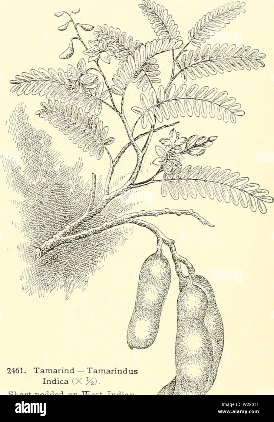 Immagine di archivio da pagina 336 di dell'enciclopedia di American orticoltura, comprendente. Dell'enciclopedia di American orticoltura comprendente suggerimenti per la coltivazione di piante orticole, descrizioni delle specie di frutta e ortaggi, fiori e piante ornamentali vendute negli Stati Uniti e in Canada, insieme geografico e biografie cyclopediaofamer04bail4 anno: 1900 TALAUMA TAMARINDUS 1767 finemente con il bianco avorio dei petali. Specie Tliis è un nativo della HimaUvyas, una regione che è forse la più ricca in bella magnolia-come gli alberi rispetto a qualsiasi altra area di uguali dimensioni Foto Stock