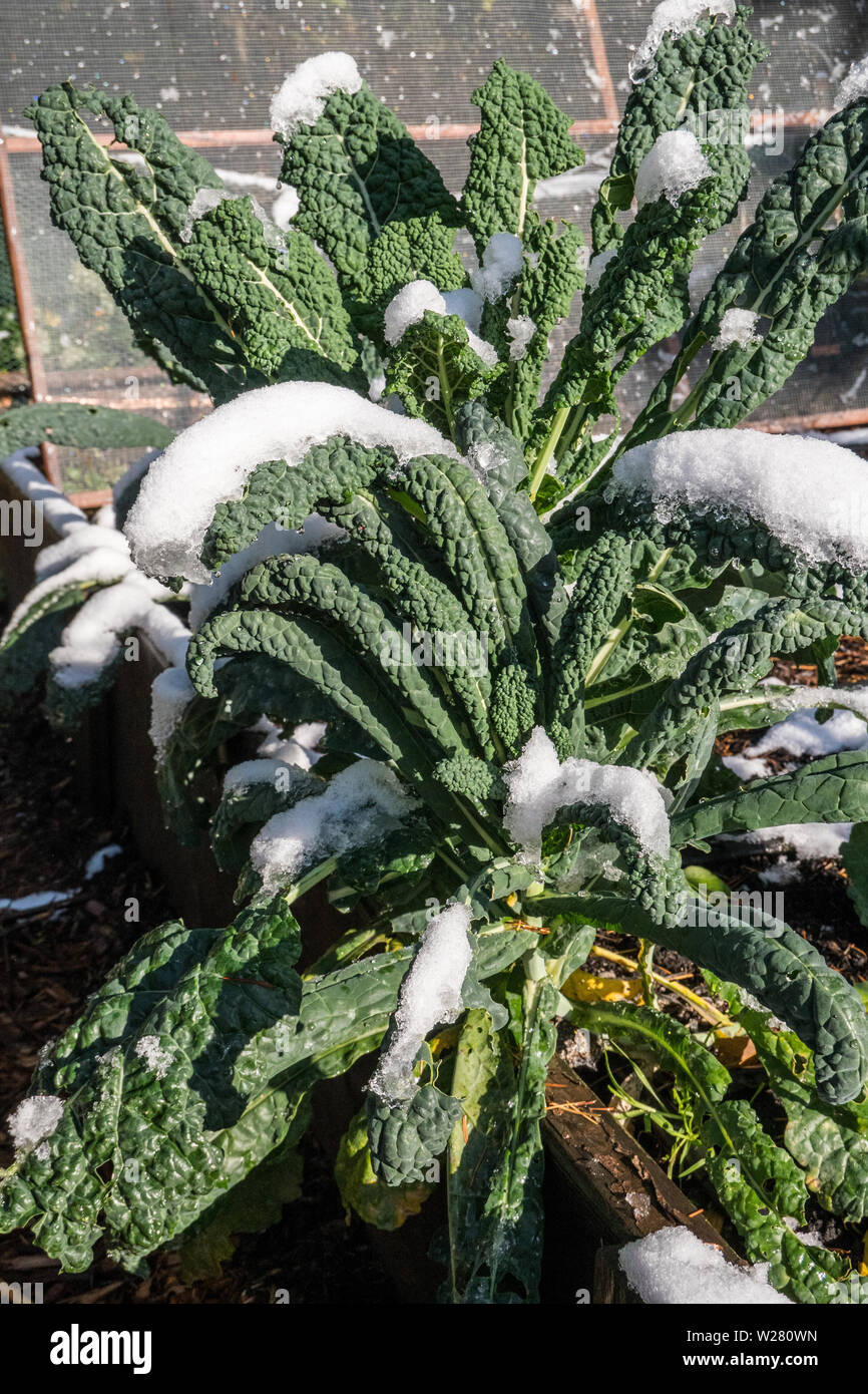 Issaquah, Washington, Stati Uniti d'America. Più di svernamento Dinosaur Kale coperto di neve in una comunità giardino. Si tratta di un cimelio di famiglia kale conosciuto anche come nero, nero Tus Foto Stock