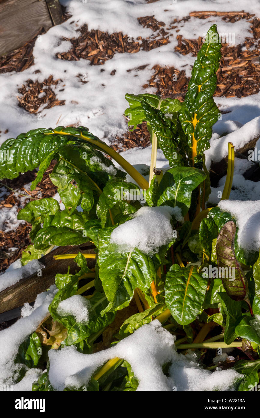 Issaquah, Washington, Stati Uniti d'America. Luci luminose le bietole coperto di neve in una comunità giardino. Foto Stock