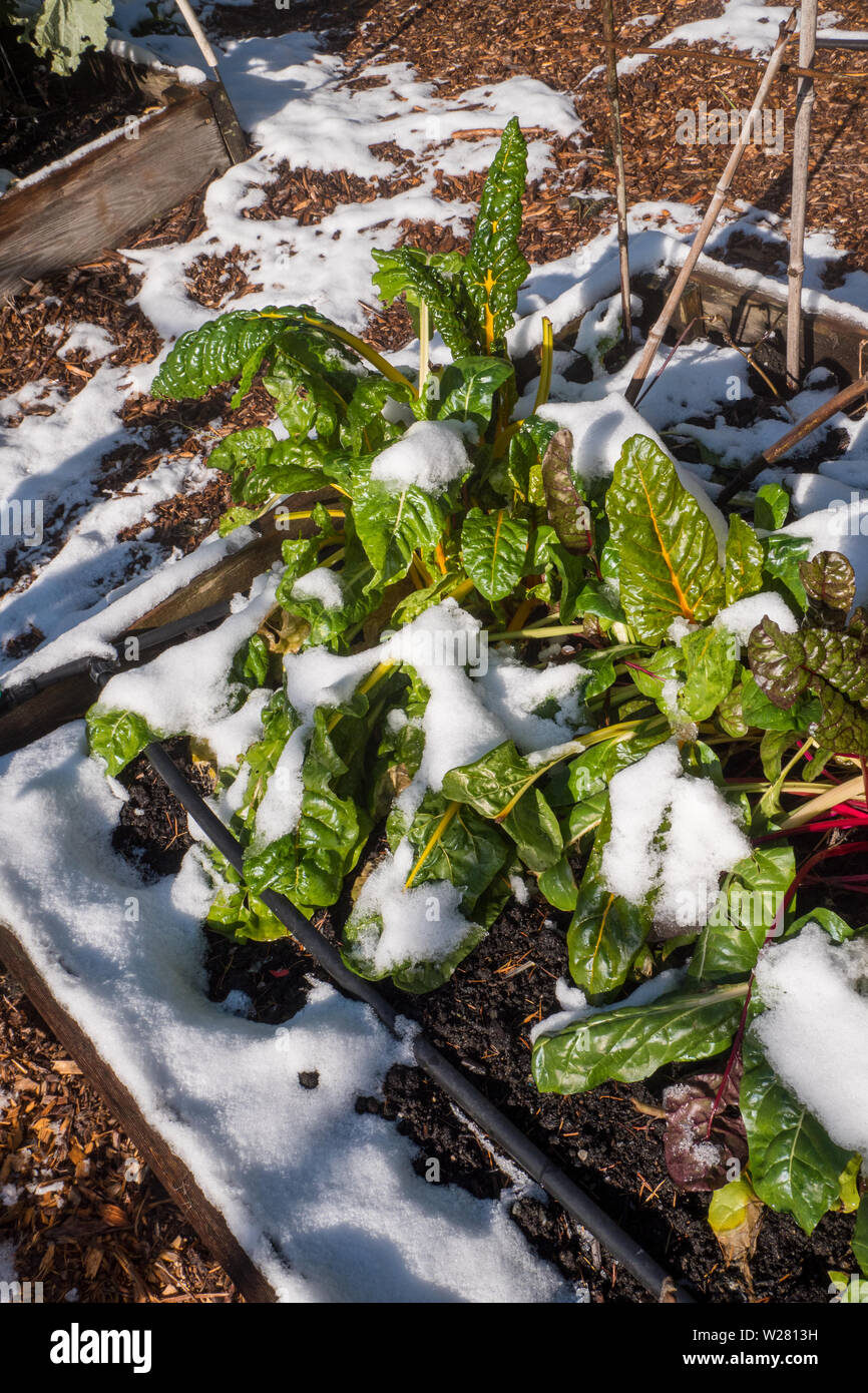 Issaquah, Washington, Stati Uniti d'America. Luci luminose le bietole coperto di neve in una comunità giardino. Foto Stock