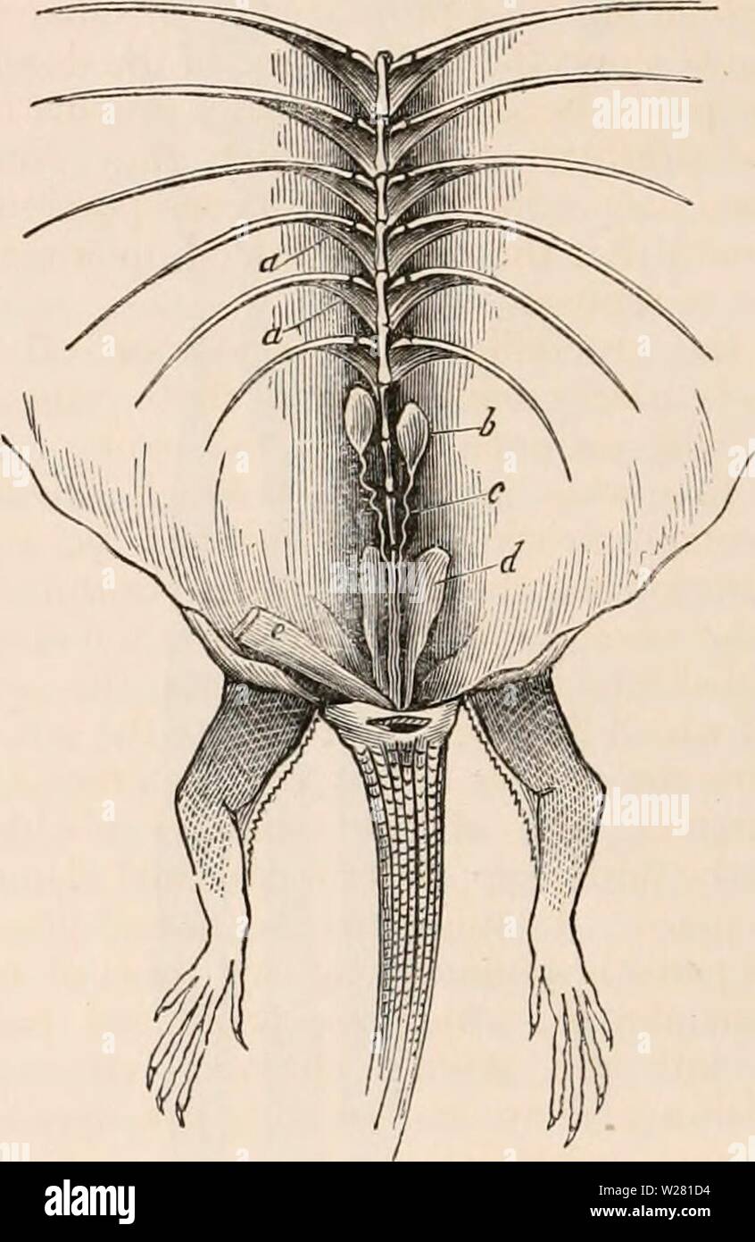Immagine di archivio da pagina 339 della encyclopaedia - Wikizionario di anatomia e. Il encyclopaedia - Wikizionario di anatomia e fisiologia cyclopdiaofana0401todd Anno: 1847 organi maschio di generazione e rene della tartaruga. (Dopo Bojanus. M, M', la vescica urinaria laid open; o, il rene sinistro; r, la capsula renale; 8, tubi uriniferous derivate da rene, che dalla loro unione costituiscono l'uretere; N, uretere; F, terminazione comune dell'uretere e della vas deferens in corrispondenza del collo del blad- der, vicino all'inizio del solco uretrale; M, idem del lato opposto; y, i testicoli; c, il vas deferens; e b Foto Stock