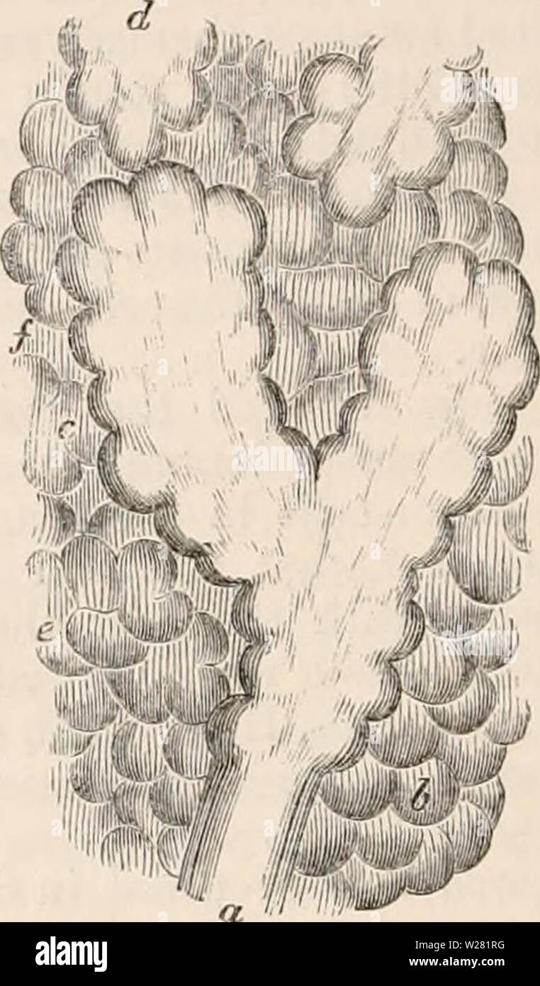 Immagine di archivio da pagina 341 della encyclopaedia - Wikizionario di anatomia e. Il encyclopaedia - Wikizionario di anatomia e fisiologia cyclopdiaofana05todd Anno: 1859 un gruppo di lobuli allentato dal loro reciproco allega- zioni, che indica il modo in cui ciascun lobulo (b) riceve un singolo tubo bronchiale (a). (Originale). abbiamo mangiato è rappresentata la maniera dicotomica in cui il primario ed il secondario ordini dividono; a c, d, e/, viene mostrata la irregolare arborescente del metodo in cui il terminale bronchi tabellare progetto da ogni lato e punto della circonferenza del secondario tubi bronchiali. Minuto anatomia del lobulo.-T Foto Stock