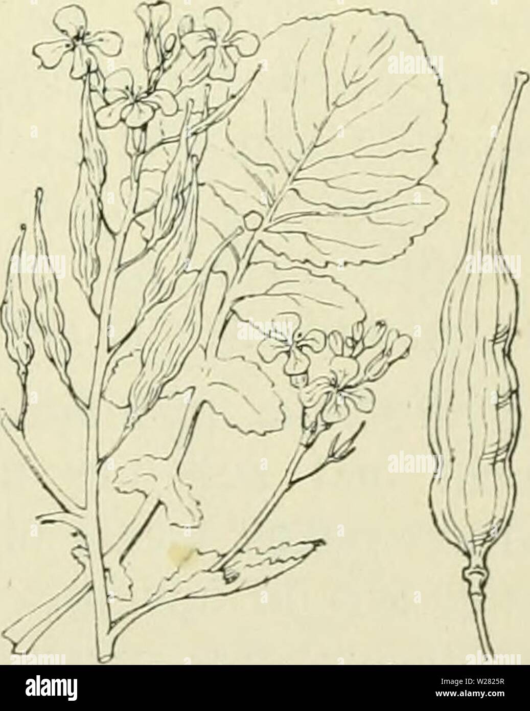 Immagine di archivio da pagina 344 di De flora van Nederland (1909-11). De flora van Nederland defloravannederl02heuk Anno: 1909-11. FAMILIE 39. - CRUCIFERAE. - 315 Biologische bijzonderheden. Aangezien de kelkbladen rechtopstaan, è de honig niet, zooals bij Sinapis, van buiten af bereikbaar. Alle helmknopjes keeren hun opengesprongen zijde naar den stempel, die der meel kortere- draden staan er mee op dezelfde hoogte, die der langere erboven, zoodat spontane zelfbestuiving meer begunstigd è dan bij Sinapis. Deze schijnt echter su geen uitwerking te hebben. Volksnamen. Ook deze impianto wordt in vele s Foto Stock