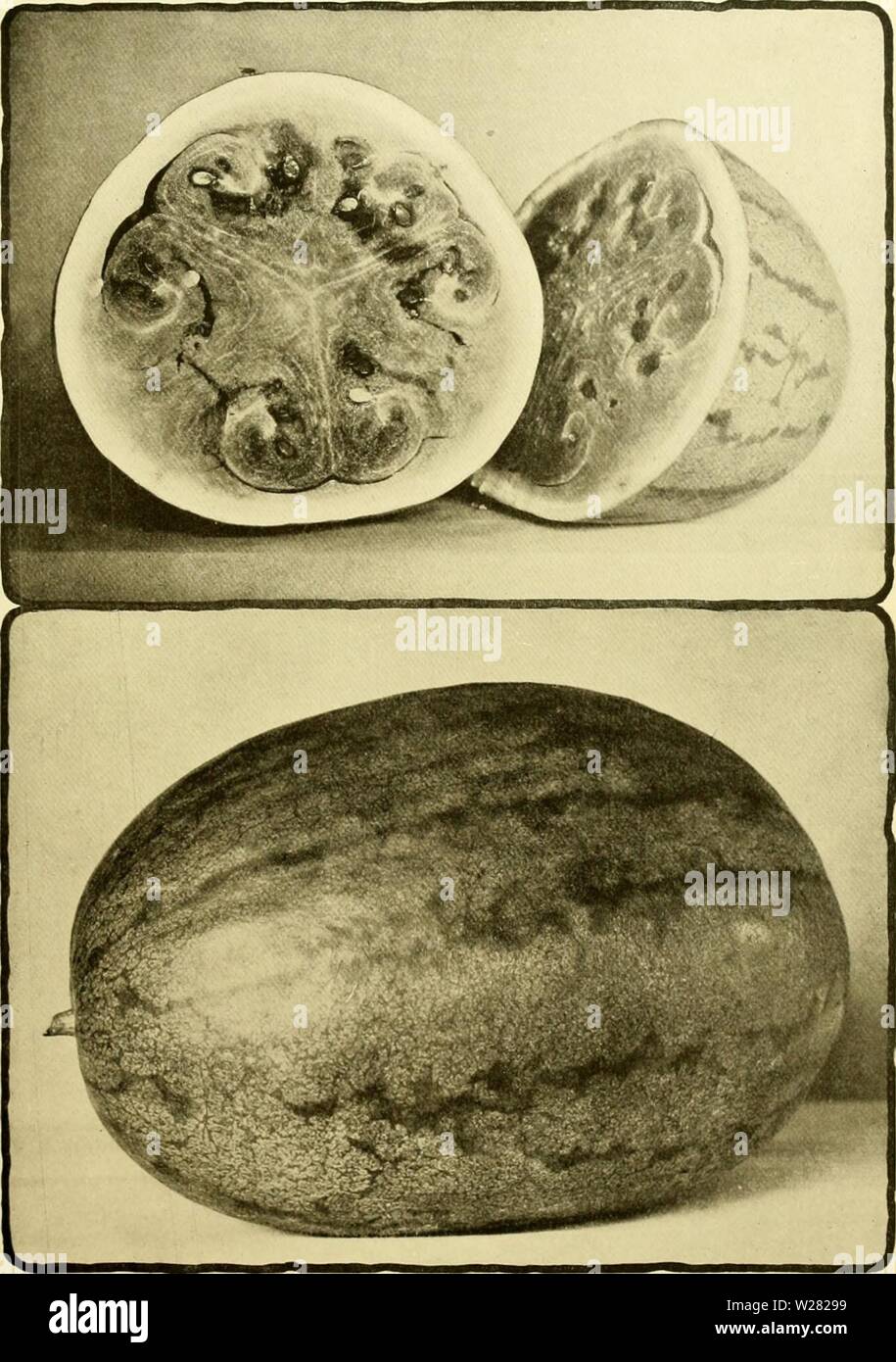 Immagine di archivio da pagina 346 di dell'enciclopedia di American orticoltura, comprendente. Dell'enciclopedia di American orticoltura comprendente suggerimenti per la coltivazione di piante orticole, descrizioni delle specie di frutta e ortaggi, fiori e piante ornamentali vendute negli Stati Uniti e in Canada, insieme geografico e biografie, e una sinossi del regno vegetale cyclopediaofamer06bail Anno: 1906 Piastra XLIX. I cocomeri.-La varietà di arance Foto Stock