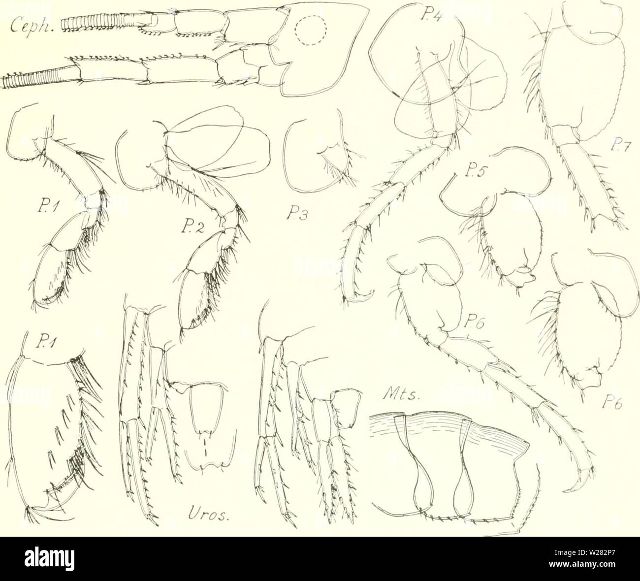 Immagine di archivio da pagina 348 danese Ingolf-spedizione (1899-1953). Il danese Ingolf-expedition danishingolfex3cpt8daniuoft Anno: 1899-1953 CRUSTACEA MALACOSTKACA. VII. 267 Fig. 75. Halirages mixtus. Le figure della completa pereiopod 7 e del urosorne con uropod 3 sono state disegnate da un piccolo campione. Descrizione di $, Abt. 11 mm. (Con grandi piastre marsupiale, ma le setae marginale persa). Questo campione (come tutti gli altri) era molto difettoso. Il dorso è di soffitto a volta, senza denti dorsale. La testa ha poco rostro; il lobo oculare ha gli angoli arrotondati cmadrangularly, e Foto Stock