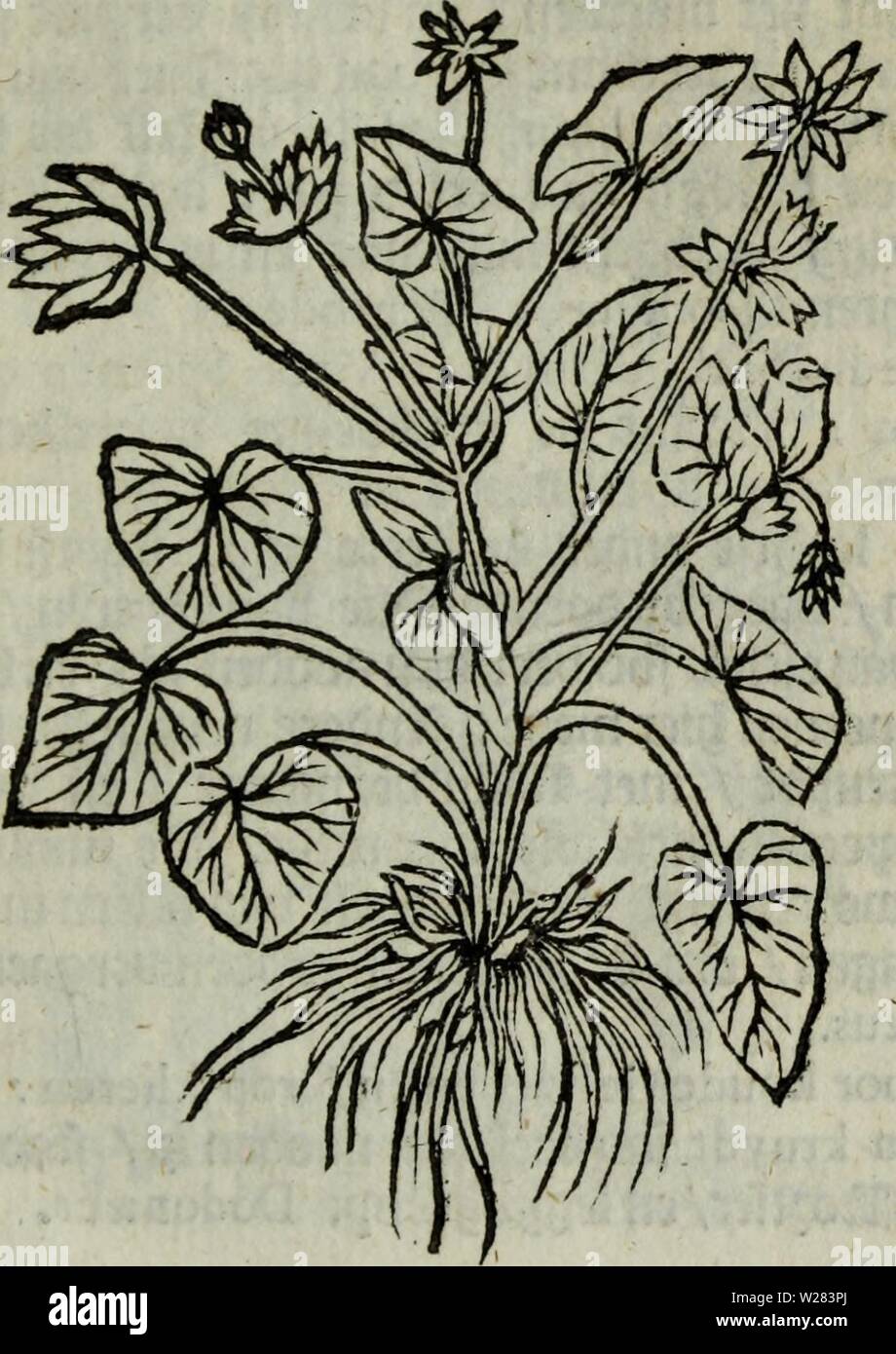 Immagine di archivio da pagina 354 di De Nederlandtse herbarius di, Kruydt-boeck. De Nederlandtse herbarius di, Kruydt-boeck : beschryvende de geslachten, gedaente, plaetse, tijt, oeffeningh, aert, krachten, en medicinael gebruyck van alderhande boomen, heesteren, braccio-gewassen, kruyden en planten, die in de Nederlanden in 't wilde gevonden, ende in de Hoven onderhouden worden : als mede de uytlandtsen di vreemde droogens, die gemeenlijck in de winckels apothekers gebruyckt worden : uyt verscheyde kruydt-beschrijvers tot dado van alle natuur-kunders, geneesmeesters, apothekers, chirurgijns, en liefh Foto Stock