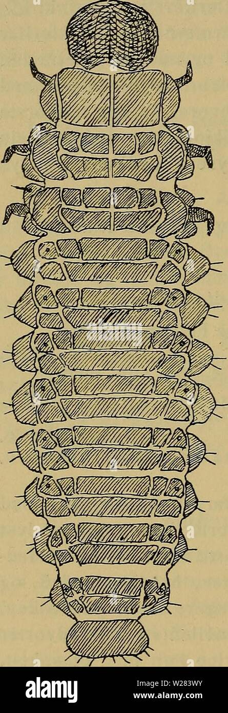 Immagine di archivio da pagina 355 di Danmarks fauna; illustrerede haandbøger oltre. Danmarks fauna; illustrerede haandbøger su den danske dyreverden.. danmarksfaunaill31dans l'anno: 1907 348 leva paa Viburnum opulus, saavel den vildtvoksende som den dyrkede Snebolle, lama hvis den gennemhuller og skeletterer. 2. grøn. L. nymphaeae L. (Fig. 13). Grundfarven gullig- uomini den ses ikke Oversiden paa, fordi de enkelte Skieriter og Vorter er saa store, al de kun er adskilt fra hin- anden ved meget smalle Mellem- rum. Pronotum helt mørk (med lys Midtlinie). PaaMeso-ogMeta- notums bageste sentito er de 2 Ski Foto Stock