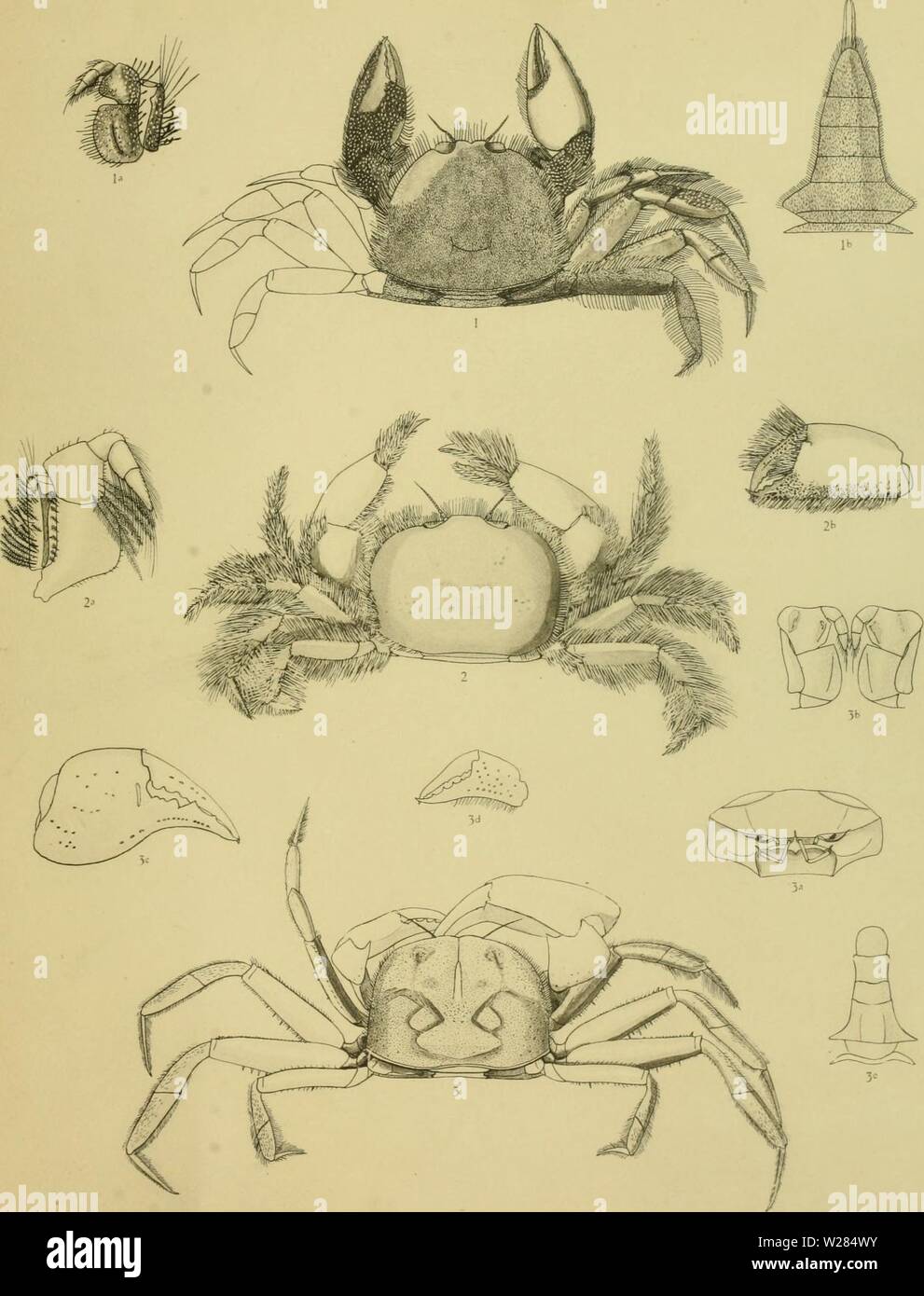 Immagine di archivio da pagina 360 del Decapoda Brachyura del. Il Decapoda Brachyura della spedizione Siboga decapodabrachyur1112tesc Anno: 1918 Siboga accelerare XXXIX9 c/7&LT;:A, Decapoda brachyurcL. xi-. J.J. Tesch, del. 1. Xenophthalmodes dolichophallus n sp. HEJOr"PlE.lV"M VeLlttC AMoTtBOiM. 2. Iir Parasclwynia.sina n. sj. n. .Vp. 5. Scalopidia spinosipes Stimpson. Foto Stock