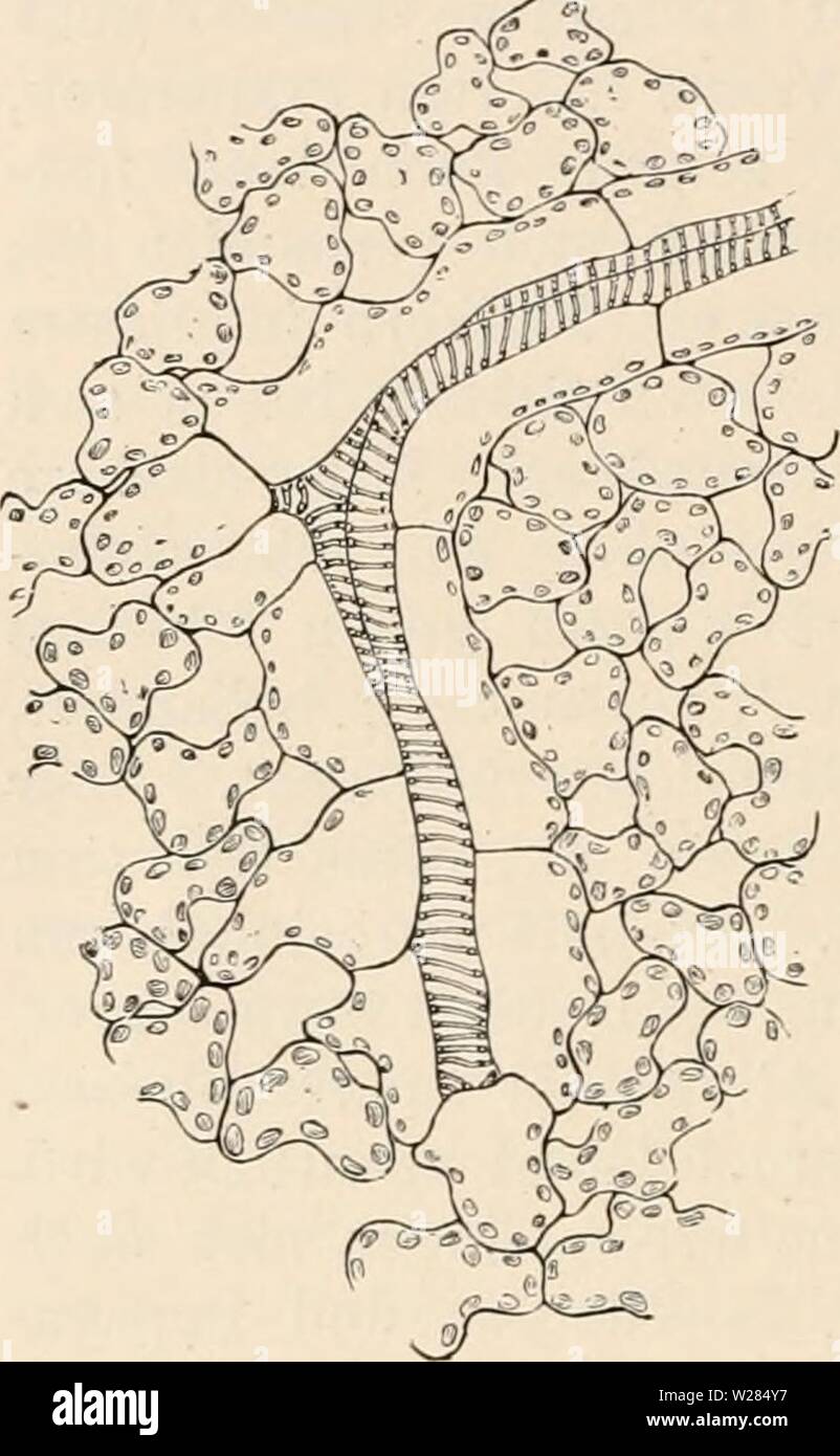 Immagine di archivio da pagina 361 di Das botanische praktikum, Anleitung zum Foto Stock