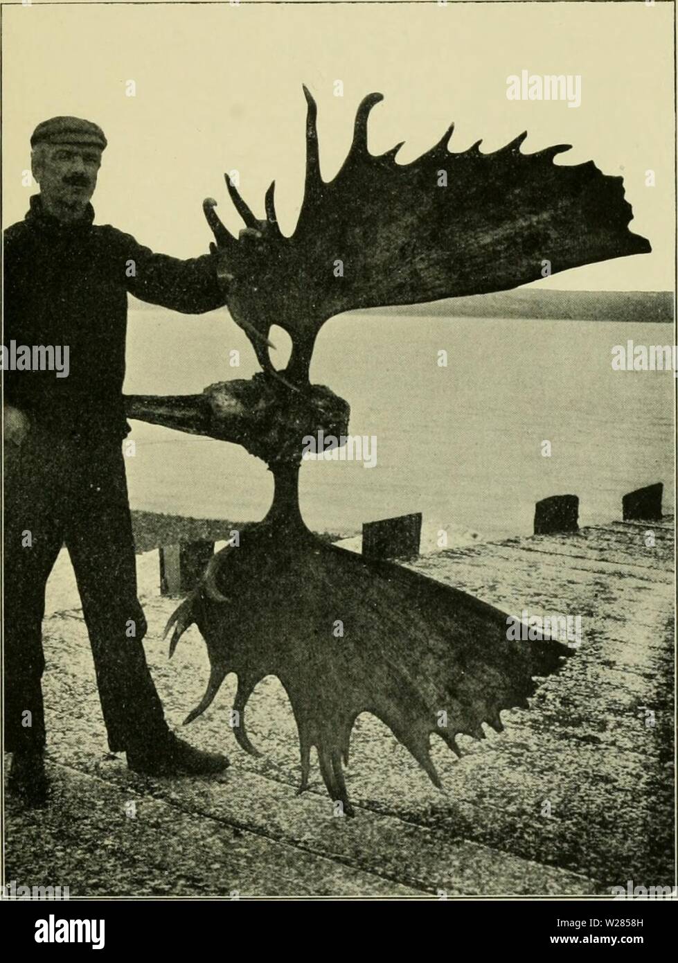 Immagine di archivio da pagina 362 della famiglia Cervi (1902). La famiglia Cervi deerfamily02roos Anno: 1902 corna di alce DALL'ALASKA Foto Stock