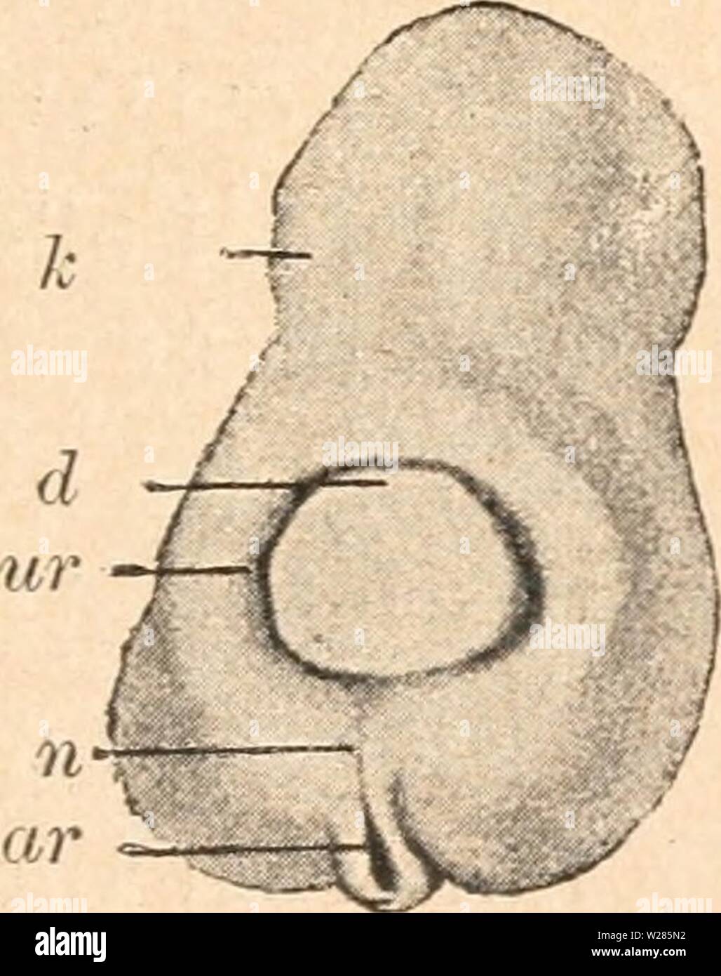 Immagine di archivio da pagina 366 di Das werden der organismen zur. Das werden der organismen zur widerlegung von Darwins zufallstheorie durch das gesetz in der entwicklung daswerdenderorga00hert Anno: 1922 Fig. 54, Mißgfebildeter Froschembryo mit hochg'radig'er TJrmundspalte vom Rücken aus gesehen. Nach O. Hertwig. • Kopf, kd Eingang in die Kopf- darmhöhie, IIR Urmundrand, ar Afterrinne, d Eingarg in den Enddarm. Fig. 55. Querschnitt durch das hintere Drittel des Rumpfes der nel maiale. 54 abgebildeten Mißbildung. Nach O. Hertwig. mp Medullarplatte, v Verbindungsstelle der Medullarplatte mit dem Dot Foto Stock