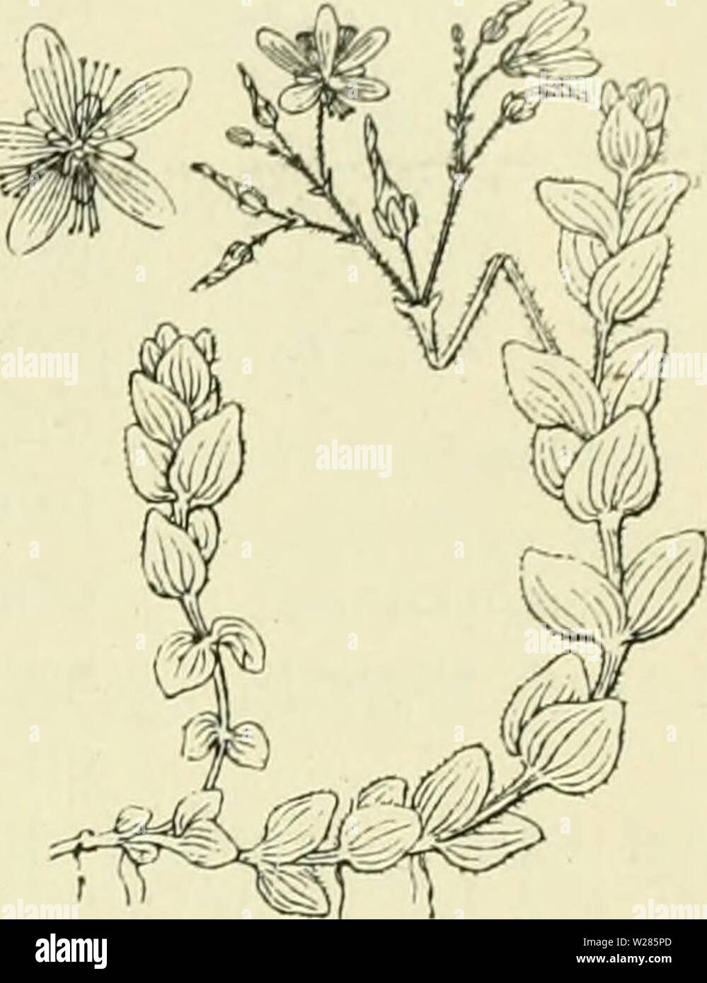 Immagine di archivio da pagina 366 di De flora van Nederland (1909-11). De flora van Nederland defloravannederl02heuk Anno: 1909-11. FAMILIE 44. - HYPERiCACEAE. 335 HypericuOT helodes Fig. 400. Biologische bijzonderheden. Bij vele Hypericumsoorten zijn kiierachtige kleverige kelken, die insecten opkruipende beletten naar de bloemen te komen, waar zij toch geen dienst zouden doen. De oliekliertjes in de bladen houden dieren terug om de impianto te eten. De bloemen zijn groot, levendig gekleurd bloemkroon porta en meeldraden. Bevatten Zij geen honig (behalve misschien H. helodesj en zijn homogaam. H. Foto Stock