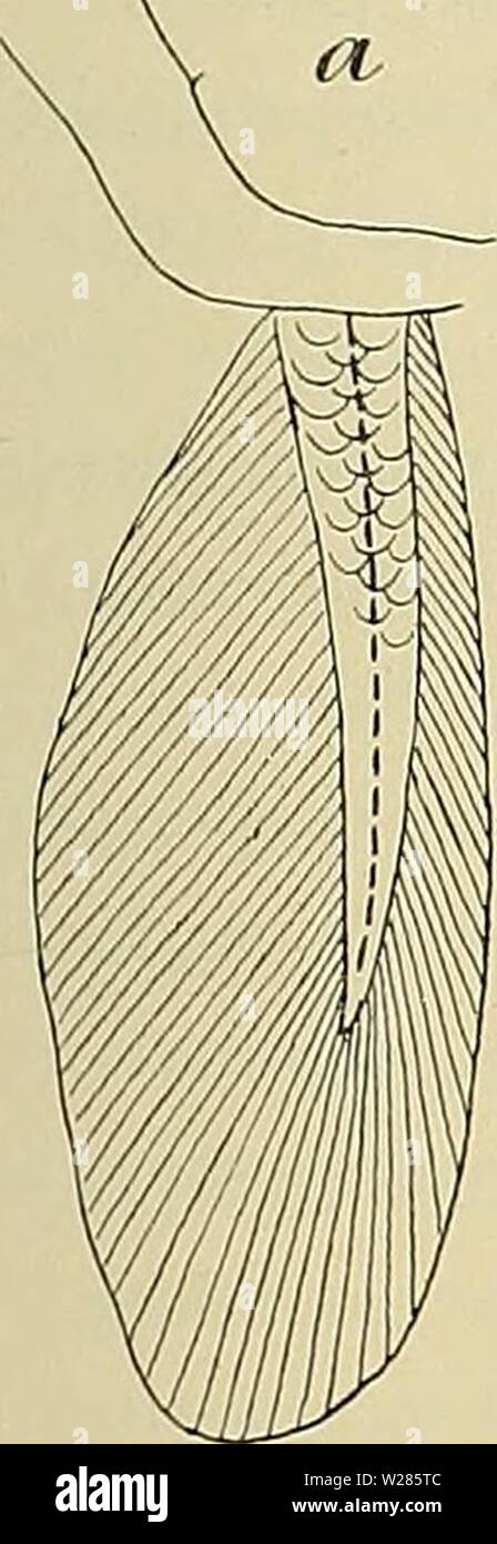 Immagine di archivio da pagina 366 di Denkschriften der Medicinisch-Naturwissenschaftlichen Gesellschaft zu. Denkschriften der Medicinisch-Naturwissenschaftlichen Gesellschaft zu Jena denkschriftender413medi Anno: 1879 ii9 Die Muskeln und Nerven der Ceratodusflosse. 231 Genau die Stelle zu bestimmen, un welcher die Ax zu suchen ist, z. B. durch Angabe des betreffenden distalen Radius, wie Klaatsch es thut, erscheint mir jedoch nach dem materiale vorliegenden unmöglich1). Die einzelnen Momente, welche für die asymmetrische Lage der Ax sprechen, sind überhaupt Beweis ihrer- kraft nach nicht in modo hoch Foto Stock