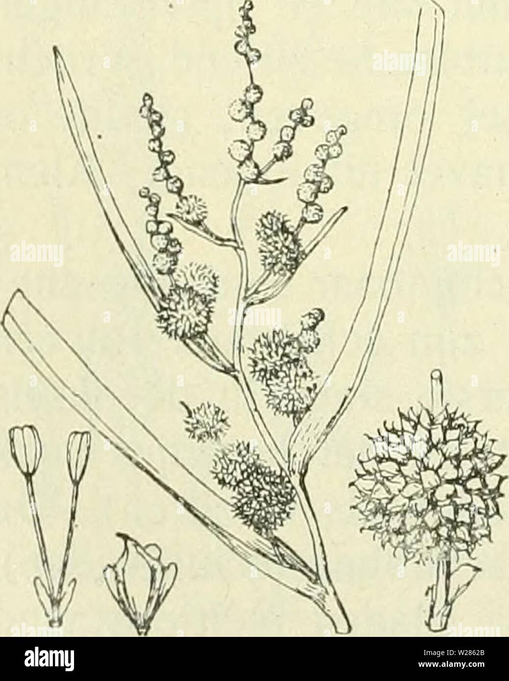 Immagine di archivio da pagina 367 di De flora van Nederland (1909-11). De flora van Nederland defloravannederl01heuk Anno: 1909-11. 326 - TYPHACEAE. FAMILIE 14. Biologische bijzonderheden. De bloemen zijn proterogynische vento- bloemen. De sponsachtige incontrato luchtholten voorziene laag onder de buitenste laag van den vruchtwand, doet de afgevallen vruchten drijven, waardoor zij verspreid worden. Tabella tot het determineeren der soorten van het geslacht Sparganium. A. stijl en stempel lang draadvormig, de laatste minstens 5 a 6 maal zoo lang als razza. Meest meer mannelijke hoofdjes dan vrouwelijke. Rec Foto Stock