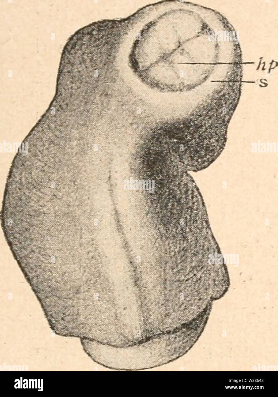 Immagine di archivio da pagina 368 di Das werden der organismen zur. Das werden der organismen zur widerlegung von Darwins zufallstheorie durch das gesetz in der entwicklung daswerdenderorga00hert Anno: 1922 Die Variabilität der Organismen. 345 differenten Kochsalzlösung ist eine in modo gleichmäßige, dass fast alle zum Versuch verwandten Eier, seien es loo oder mehr, fast den- selben Befund darbieten. Auch in der Teratologie des Menschen gehören Monstra mit Anencephalie und Hemikranie zu den häufi- geren Befunden. Auf einer Störung in der Hirnentwicklung beruht auch eine eigentümhche Mißbildung, die gle Foto Stock