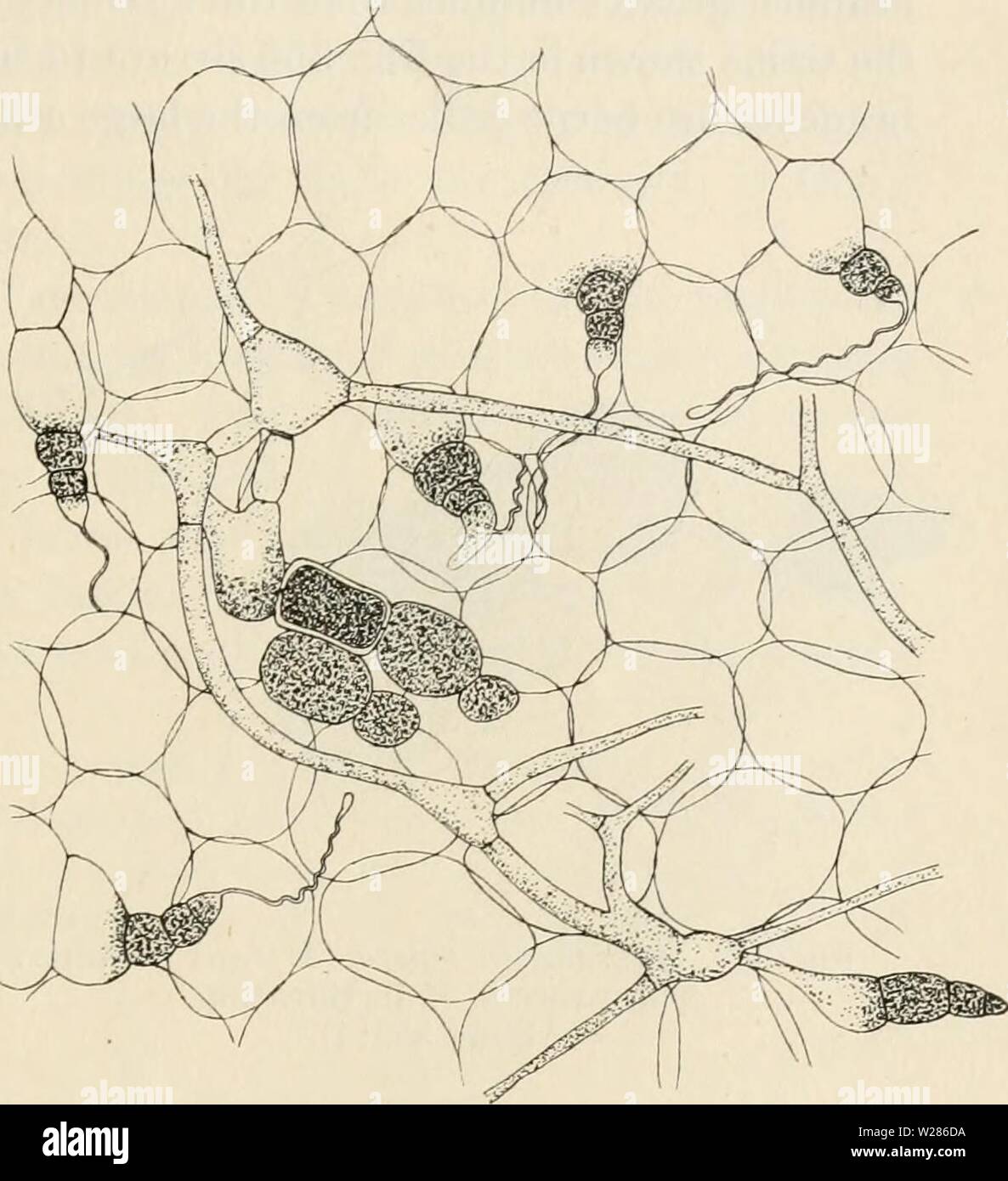 Immagine di archivio da pagina 370 di Dansk botanisk arkiv (1913-1981). Dansk botanisk arkiv danskbotaniskark03dans l'Anno: 1913-1981 F. Børgesen: Rhodopliyceae danese W. Indie. 363 L'tetrasporangia, antheridia e cystocarps si trovano su impianti separati. Il tetrasporangia sono sviluppati nel tessuto periferico. La madre-celle del sporangia allargarsi, riempito con proto- plasma e ottenere un colore rosso scuro. Essi sono zonately diviso. La gabbie antheridial si verificano ogni- dove su sur- faccia del le piante maschio di formatura o minore larg- er gruppi. Il procarps e carpogonial b Foto Stock