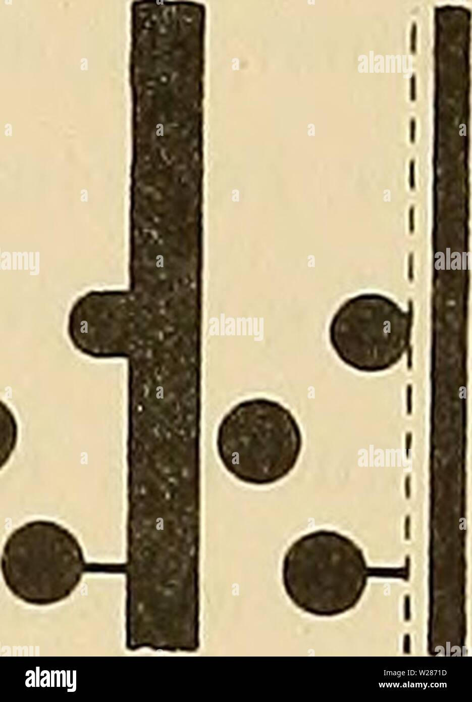 Immagine di archivio da pagina 374 di Denkschriften der Medicinisch-Naturwissenschaftlichen Gesellschaft zu. Denkschriften der Medicinisch-Naturwissenschaftlichen Gesellschaft zu Jena denkschriftender05medi Anno: 1879 29 Untersuchungen zur vergleichenden Histologie -der Leber ha der Wirbelthiere. 329 hätte. Es war auch direct zu sehen, dass diese kleinen Maschen innerhalb der Zellbalken, anche cytozonal, gelegen waren. Manchmal fand ich sie einzeln, hin und wieder auch zu mehreren beisammen liegend (Fig. 35, 39)- Blinde Seitencapillaren weisen die Centrallumina in Imprägnationspräparaten, wie Retzius r Foto Stock