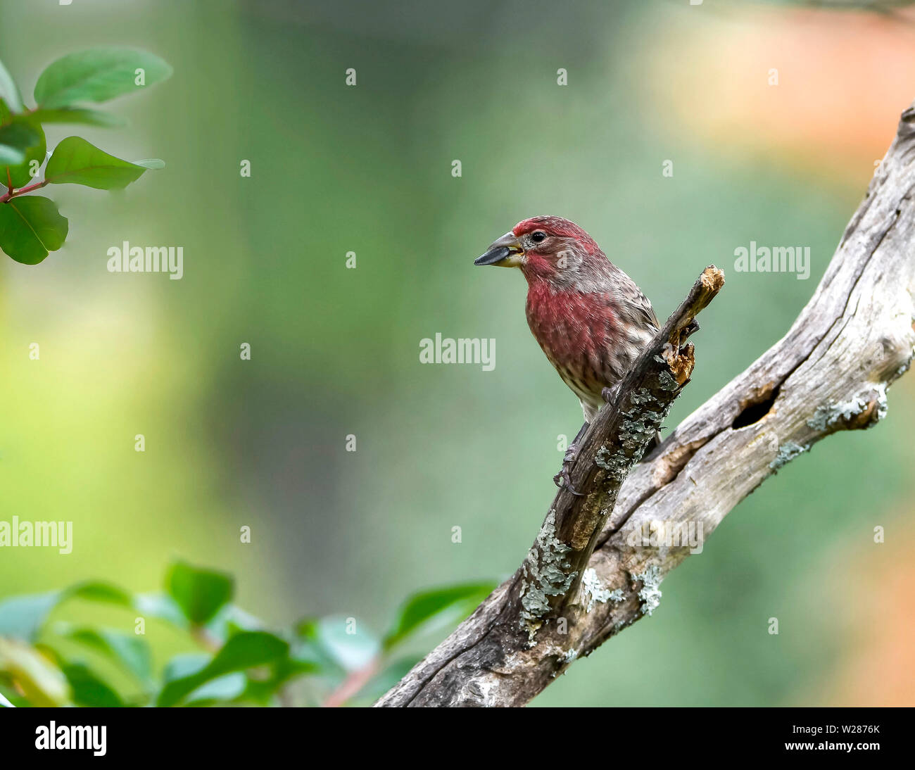Un piccolo Finch seduti su un mirto di crespo lembo di albero. Foto Stock