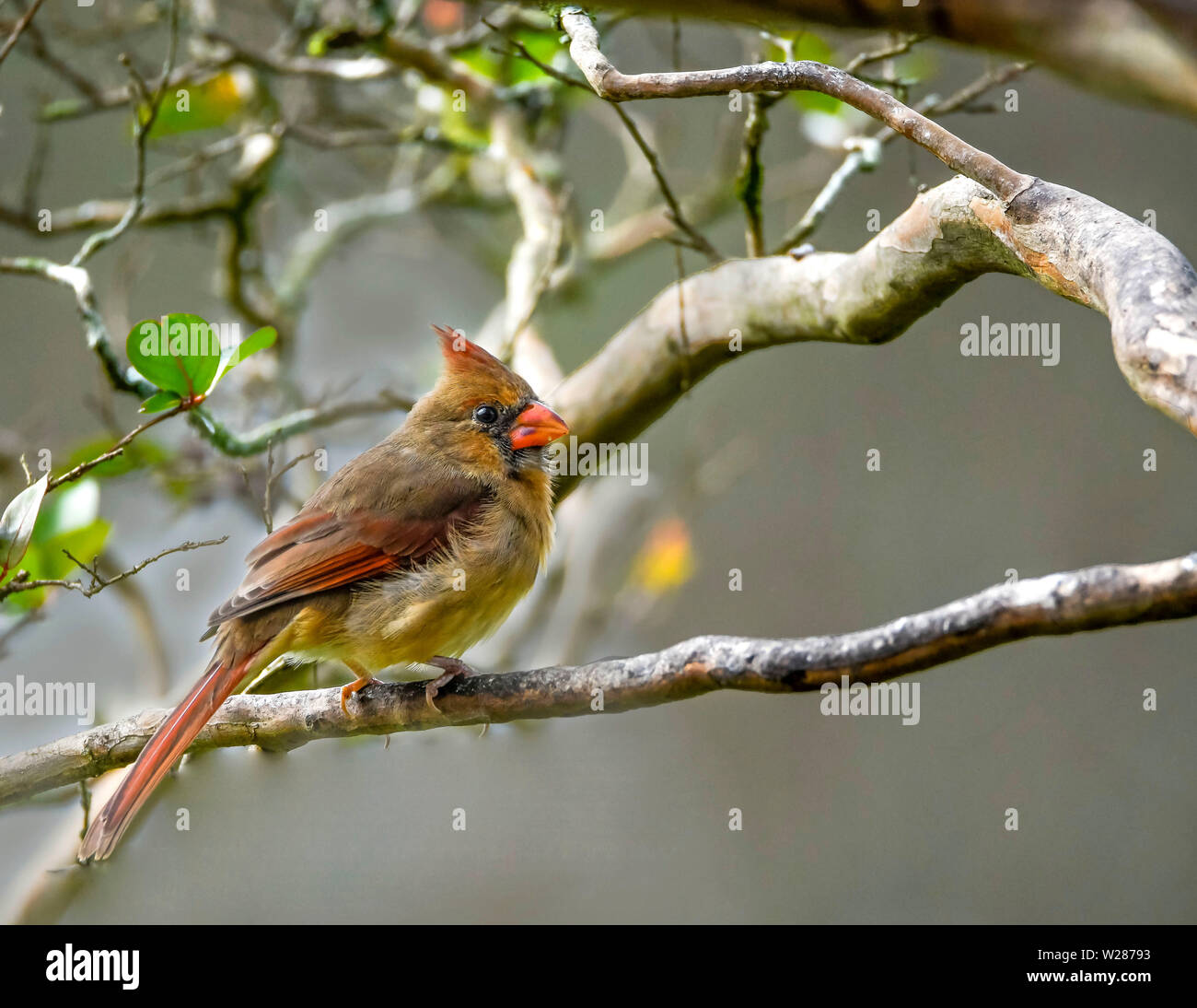 Un cardinale seduto su un mirto di crespo lembo di albero. Foto Stock