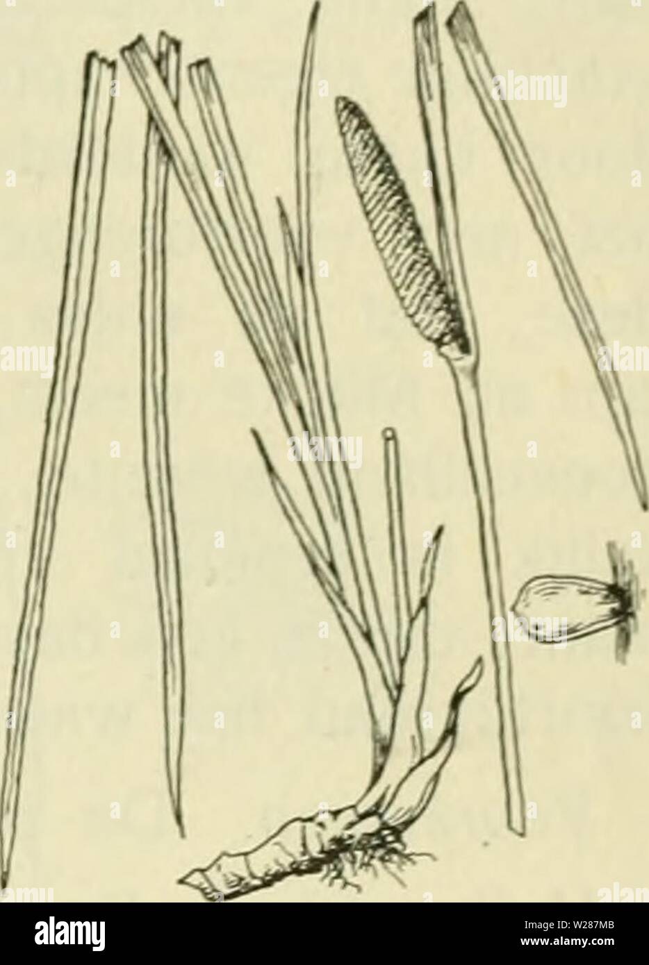 Immagine di archivio da pagina 378 di De flora van Nederland (1909-11). De flora van Nederland defloravannederl01heuk Anno: 1909-11. FAMILIE 15. ARACEAE. 337 Biologische bijzondcrheiii. De iiuichtinj,' der bloeiwijze incontrato hel ooi op de bestiiivinji è als bij Ariim è besctirevcn, alleen zijn hier de vrouwelijke bloemen ance, ontwikkeld als de bloeischeede né gesloten è, terwijl de mannelijke hun stuifmeel eerst ontlasten, nadat de stempels der vrouwelijke incen&LT;,'eschrompeld zijn. Voorkomen in Europa en in Nederland. De impianto komt op beschaduwde boschachtise en plaatsen voor. Zij groeide oo Foto Stock